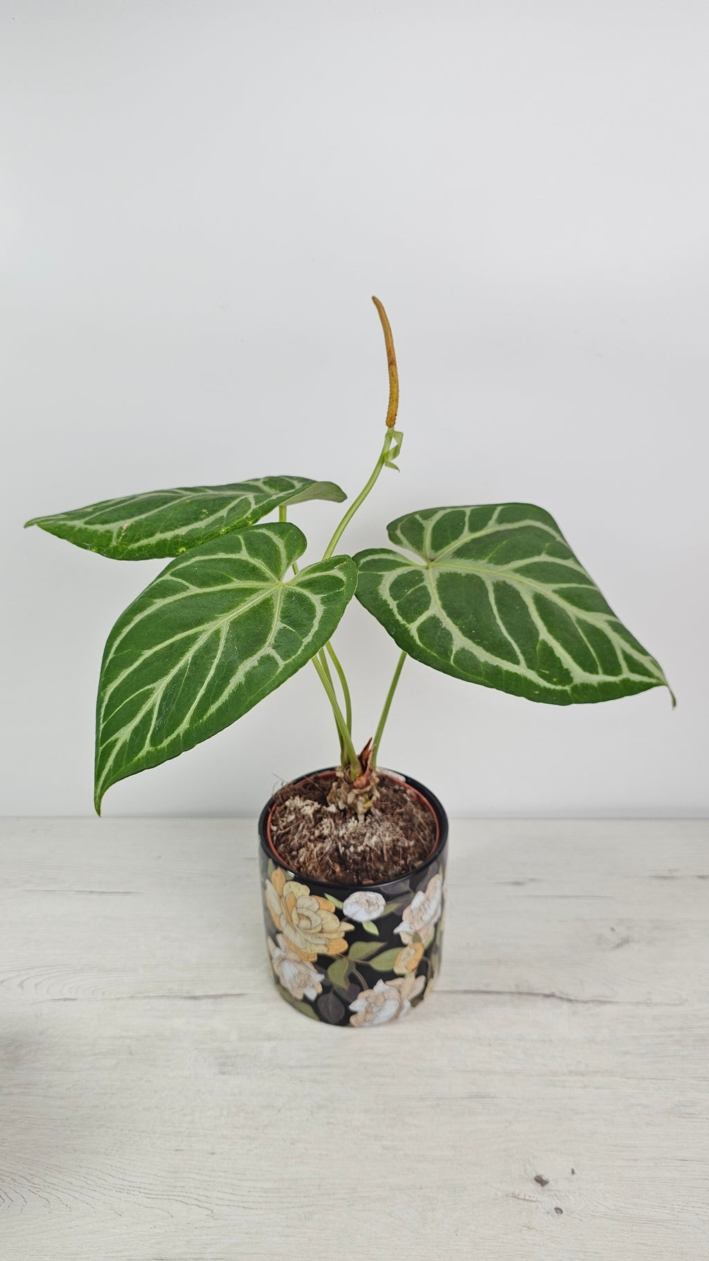 compra-anthurium-cristallinum-silver-blush-cuidado-fácil