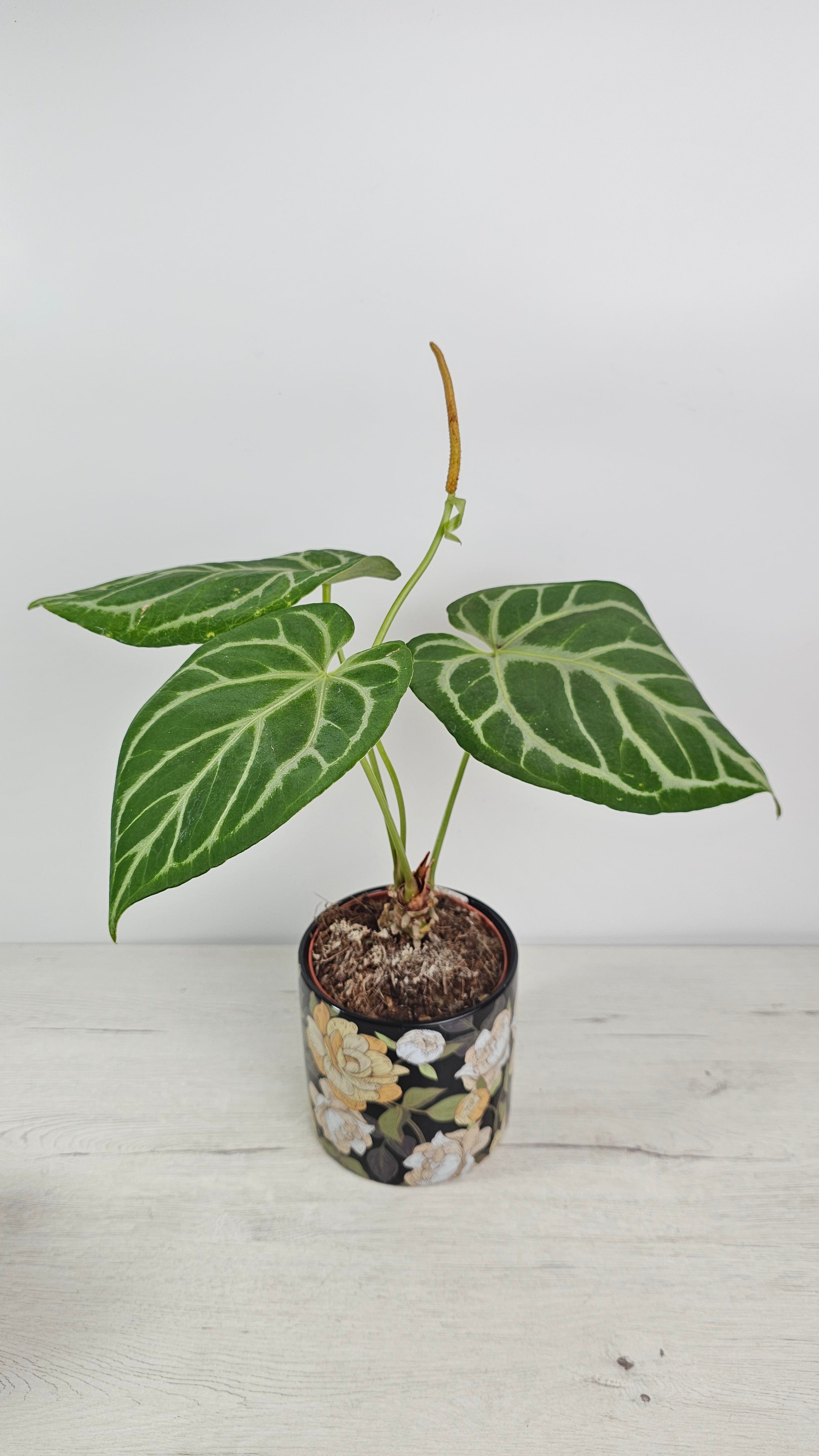 compra-anthurium-cristallinum-silver-blush-cuidado-fácil