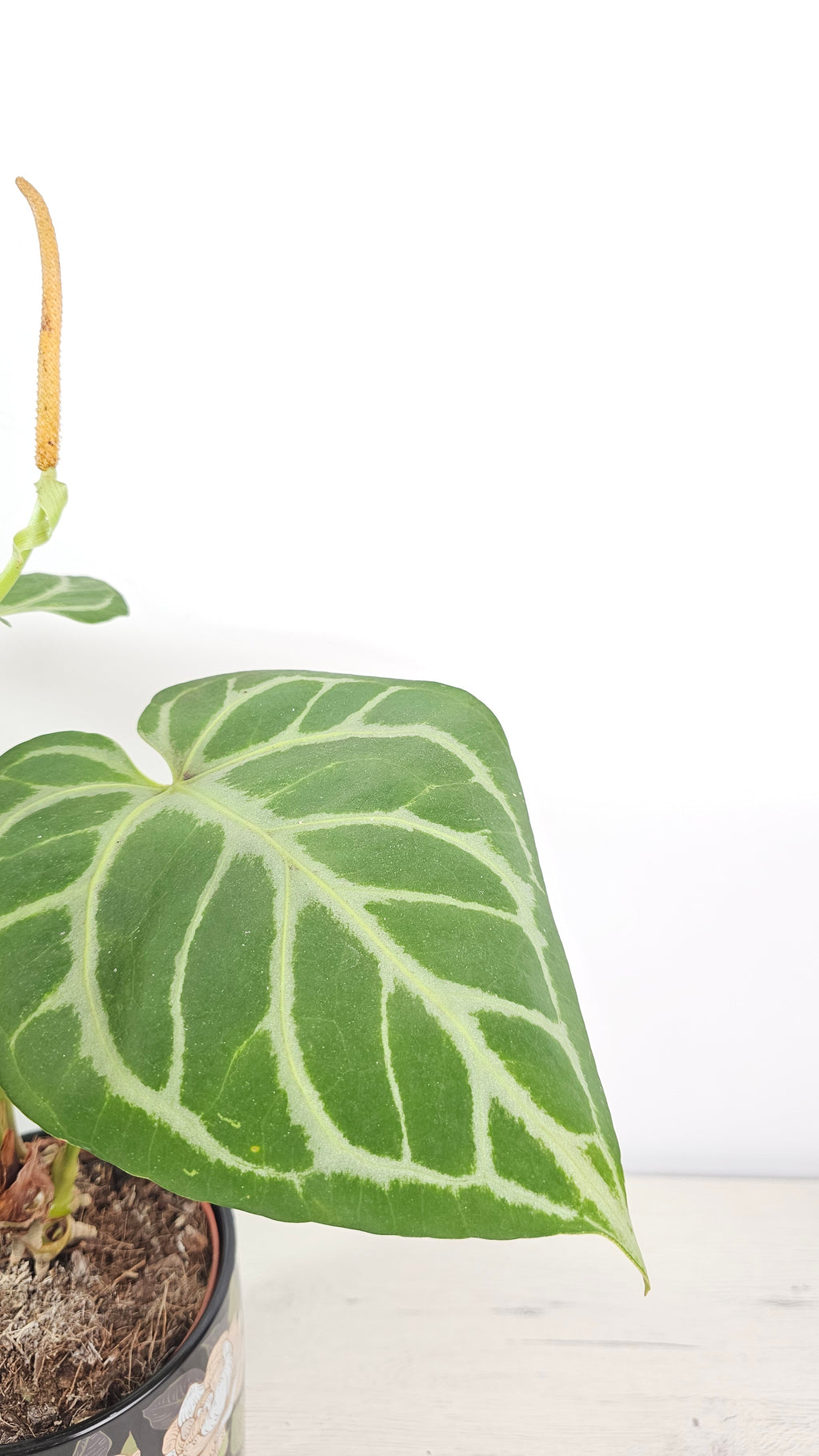 anthurium-cristallinum-silver-blush-planta-elegante-de-interior