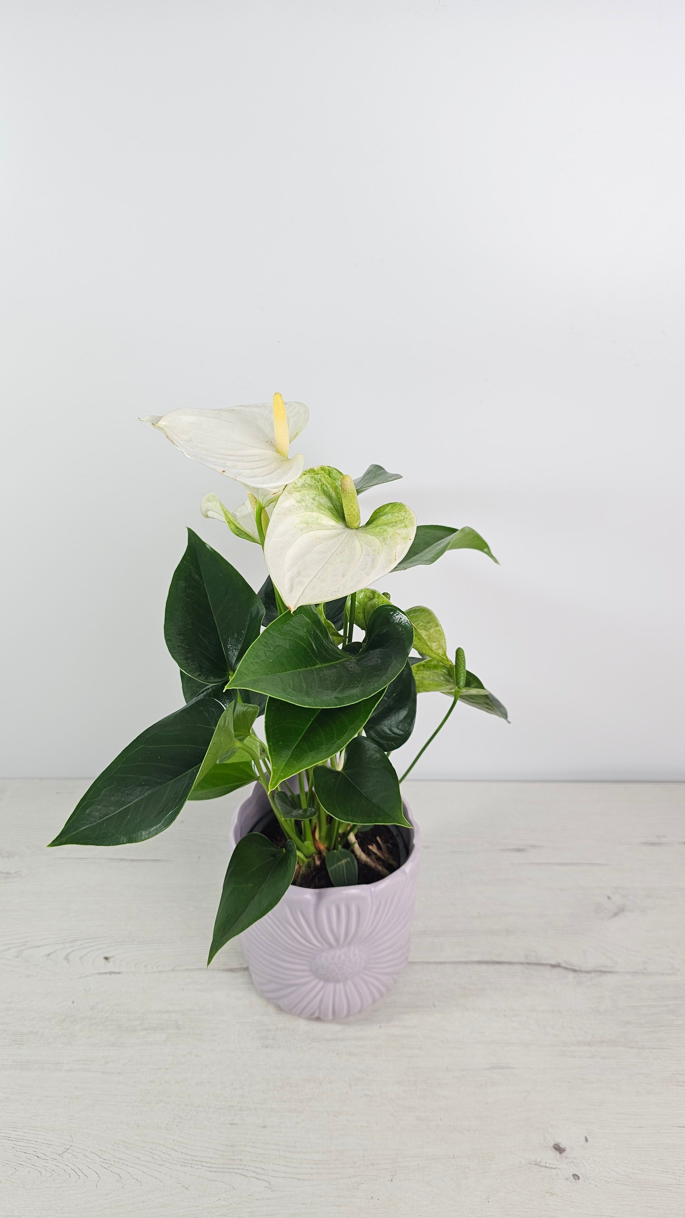 Macetero cubremacetas lila de cerámica con detalle floral en la parte frontal con planta anthurium blanco