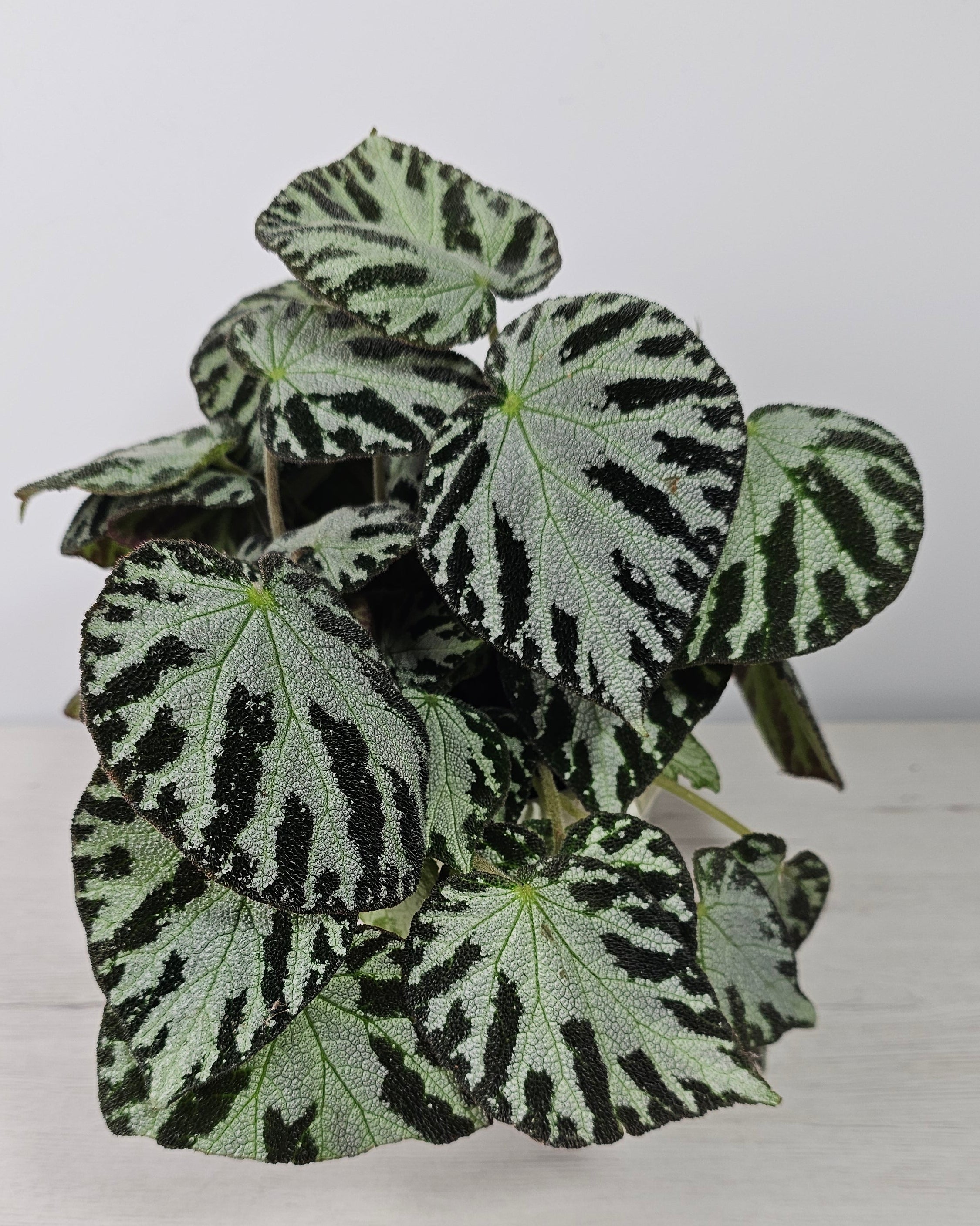 Begonia de colección Silver Jewell con hojas texturizadas y reflejos metálicos