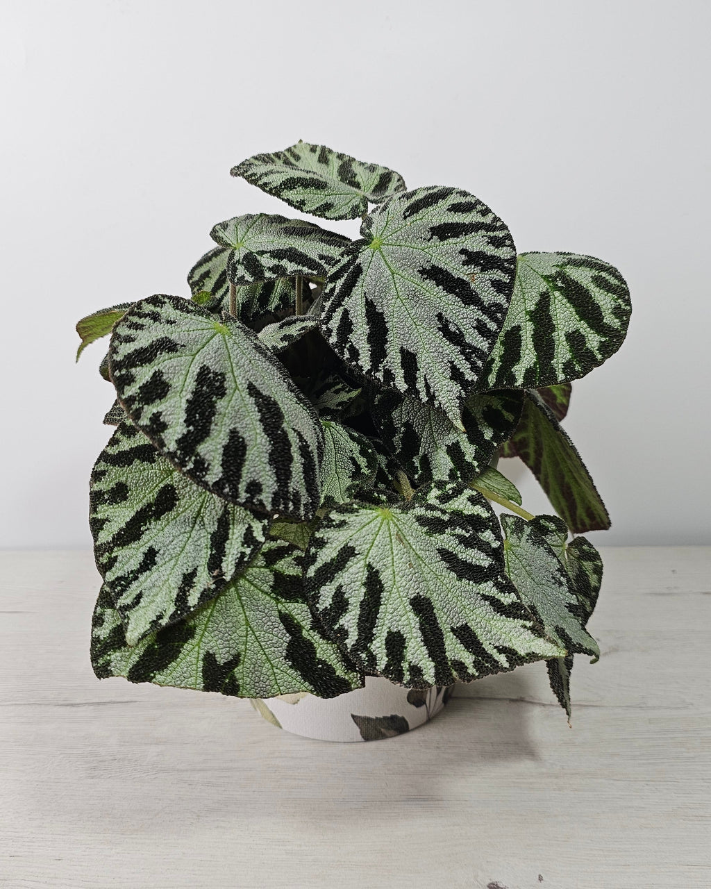 Begonia ‘Silver Jewell’ (Begonia rex-cultorum) planta de interior con hojas plateadas