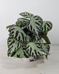 Begonia ‘Silver Jewell’ (Begonia rex-cultorum) planta de interior con hojas plateadas