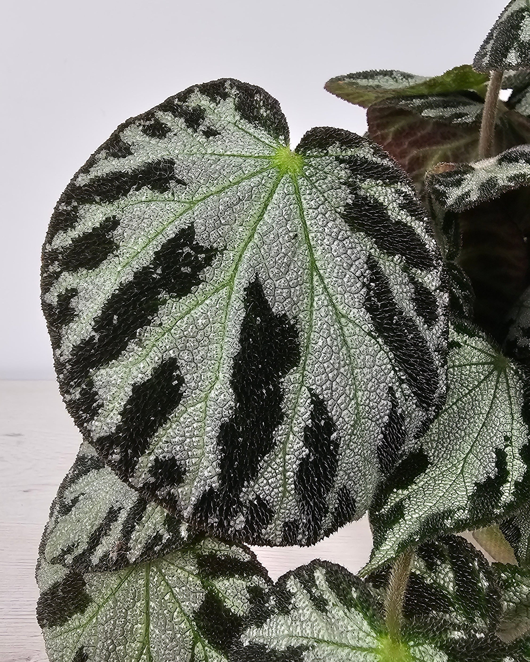 Begonia rex-cultorum Silver Jewell, follaje ornamental para decoración de interiores