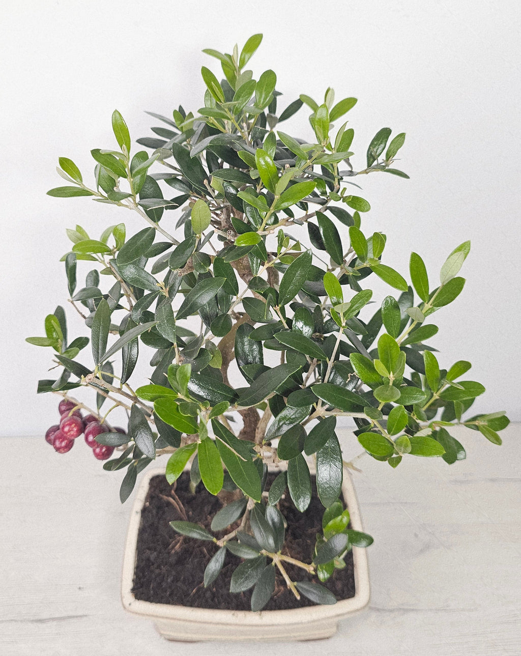 Bonsái de olivo 9 años en maceta, árbol mediterráneo resistente y decorativo