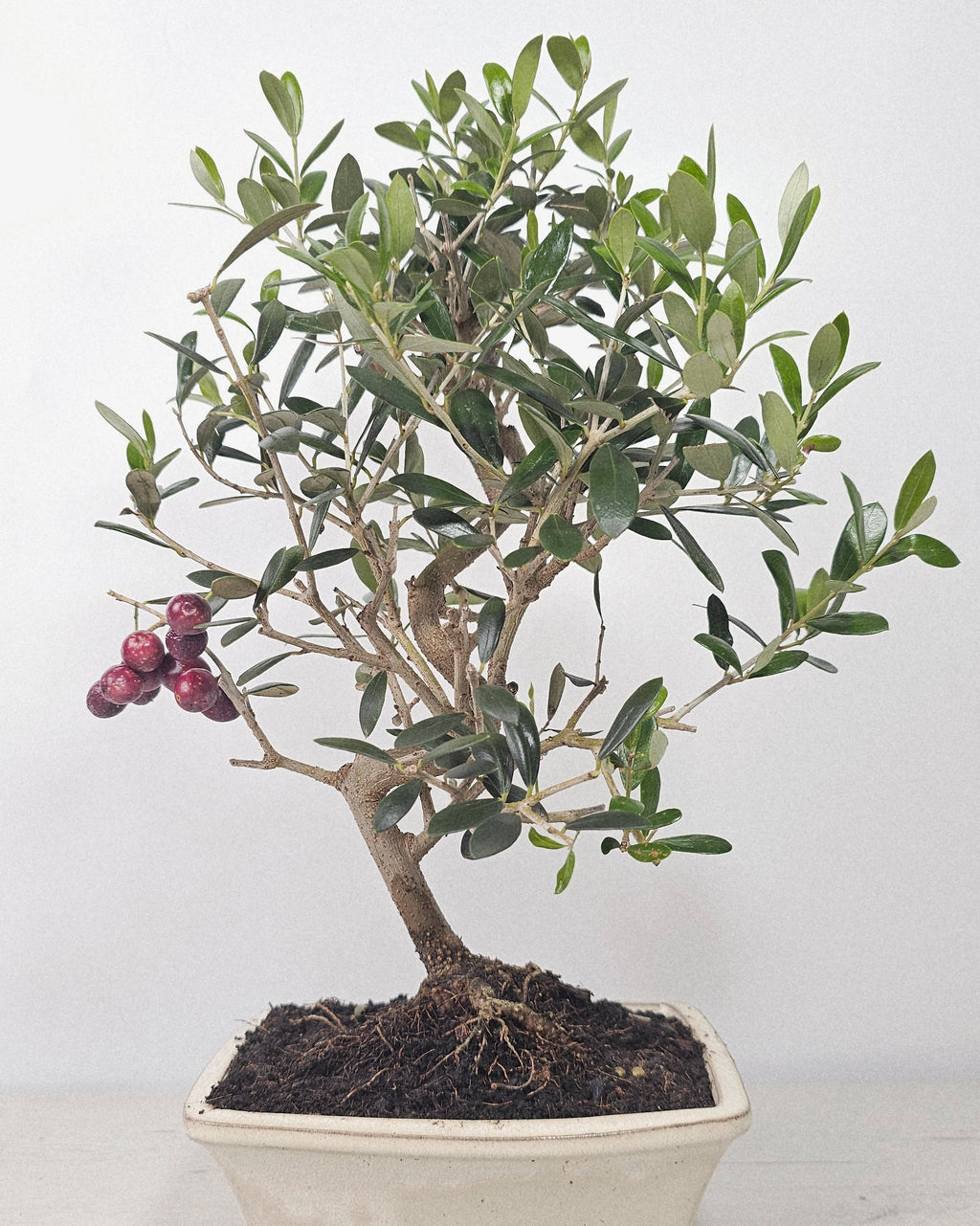 Bonsái de olivo (Olea europaea) de 9 años con tronco con carácter y copa compacta