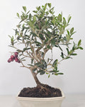 Bonsái de olivo (Olea europaea) de 9 años con tronco con carácter y copa compacta