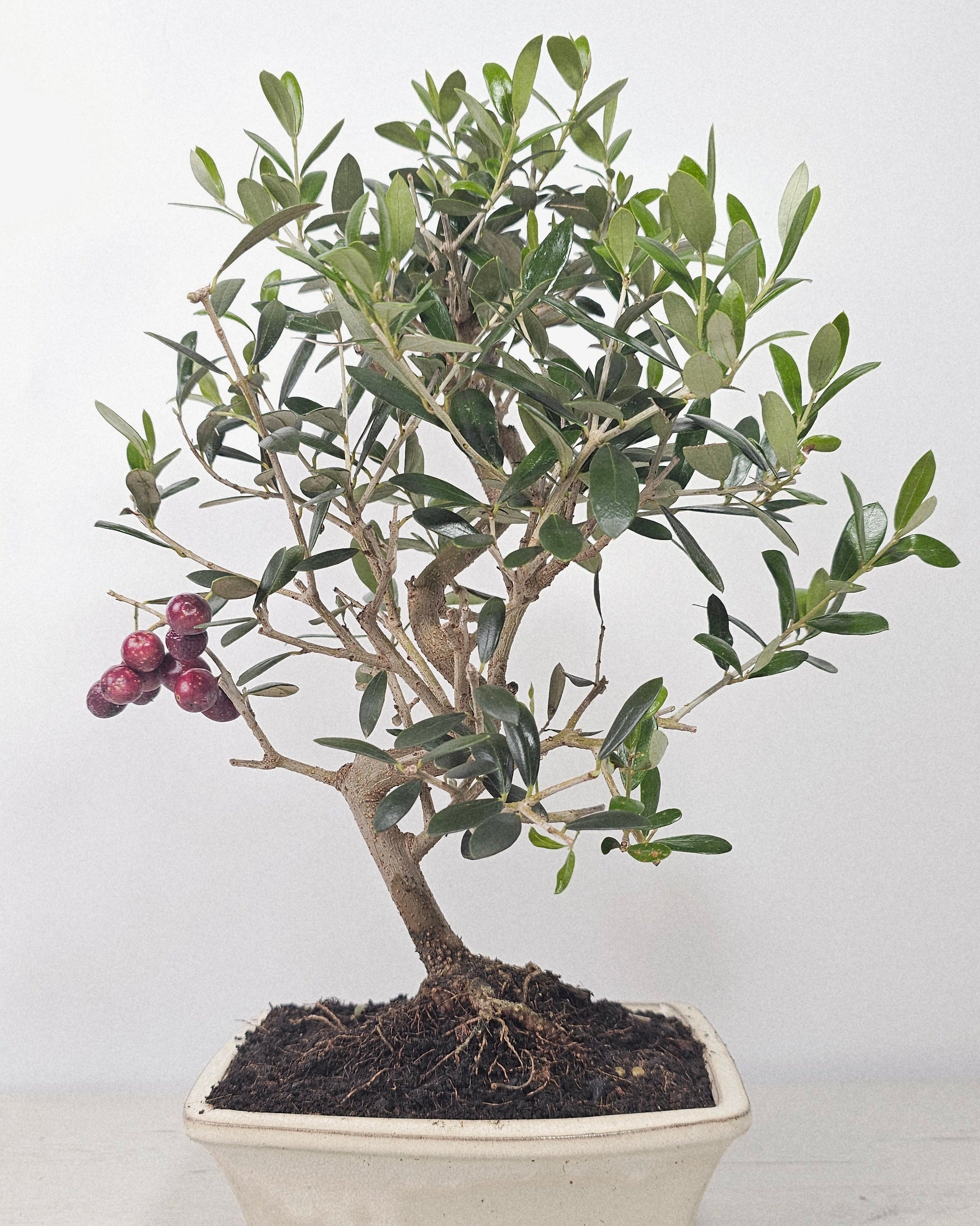 Bonsái de olivo (Olea europaea) de 9 años con tronco con carácter y copa compacta