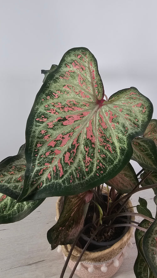 Caladium Gingerland mostrando patrón moteado en la hoja