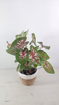 Caladium Pink Beauty con hojas en forma de corazón y tonos rosa y verde