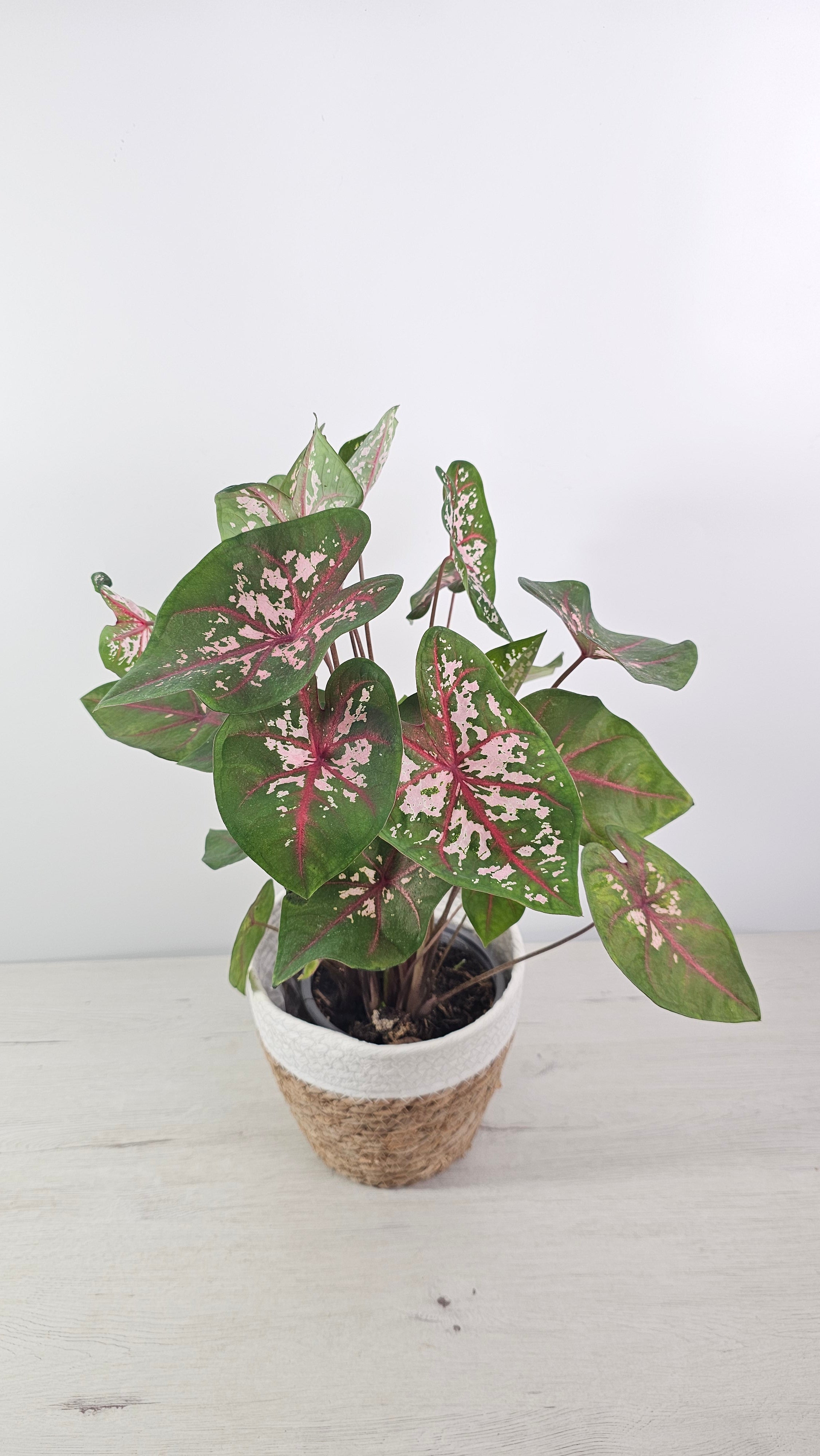 Caladium Pink Beauty con hojas en forma de corazón y tonos rosa y verde