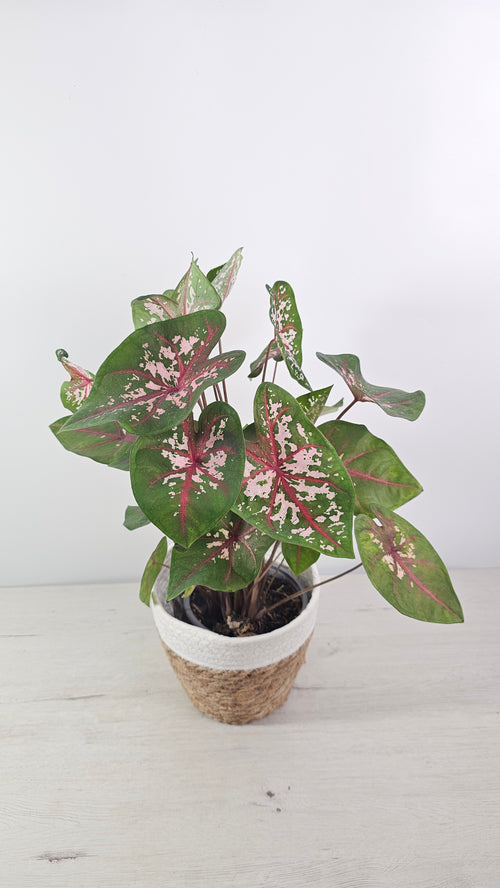 Caladium Pink Beauty con hojas en forma de corazón y tonos rosa y verde