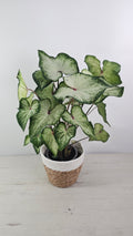 Caladium White Wonder