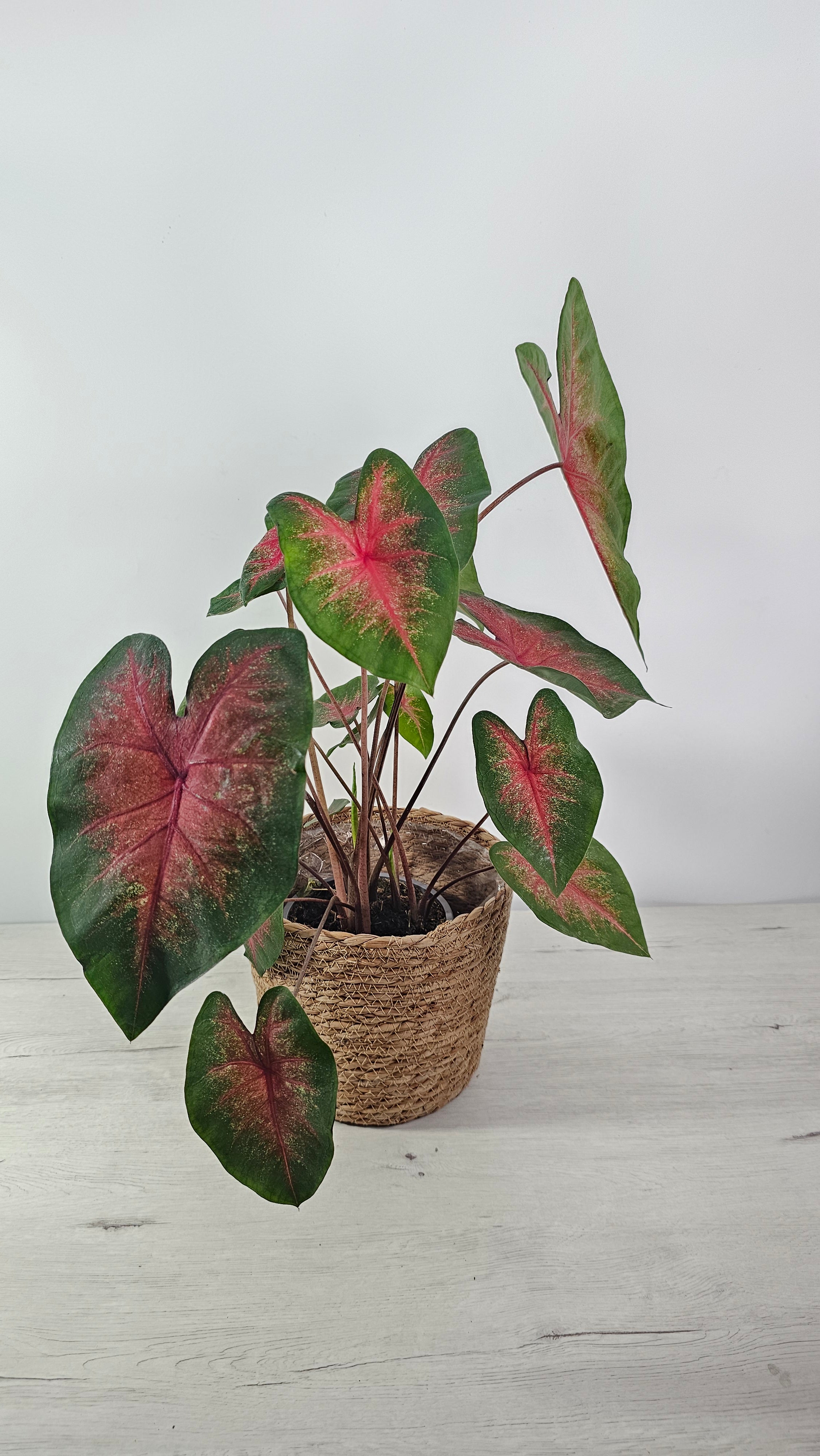 Caladium Red Flash con hojas rojas y verdes en decoración de interior