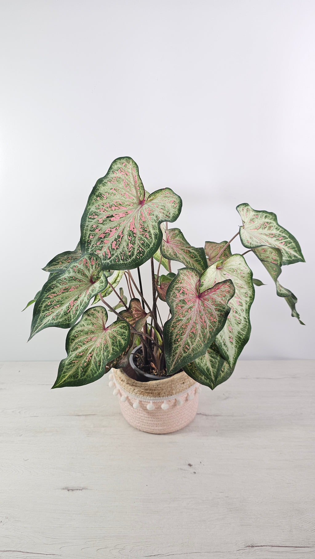 caladium gingerland