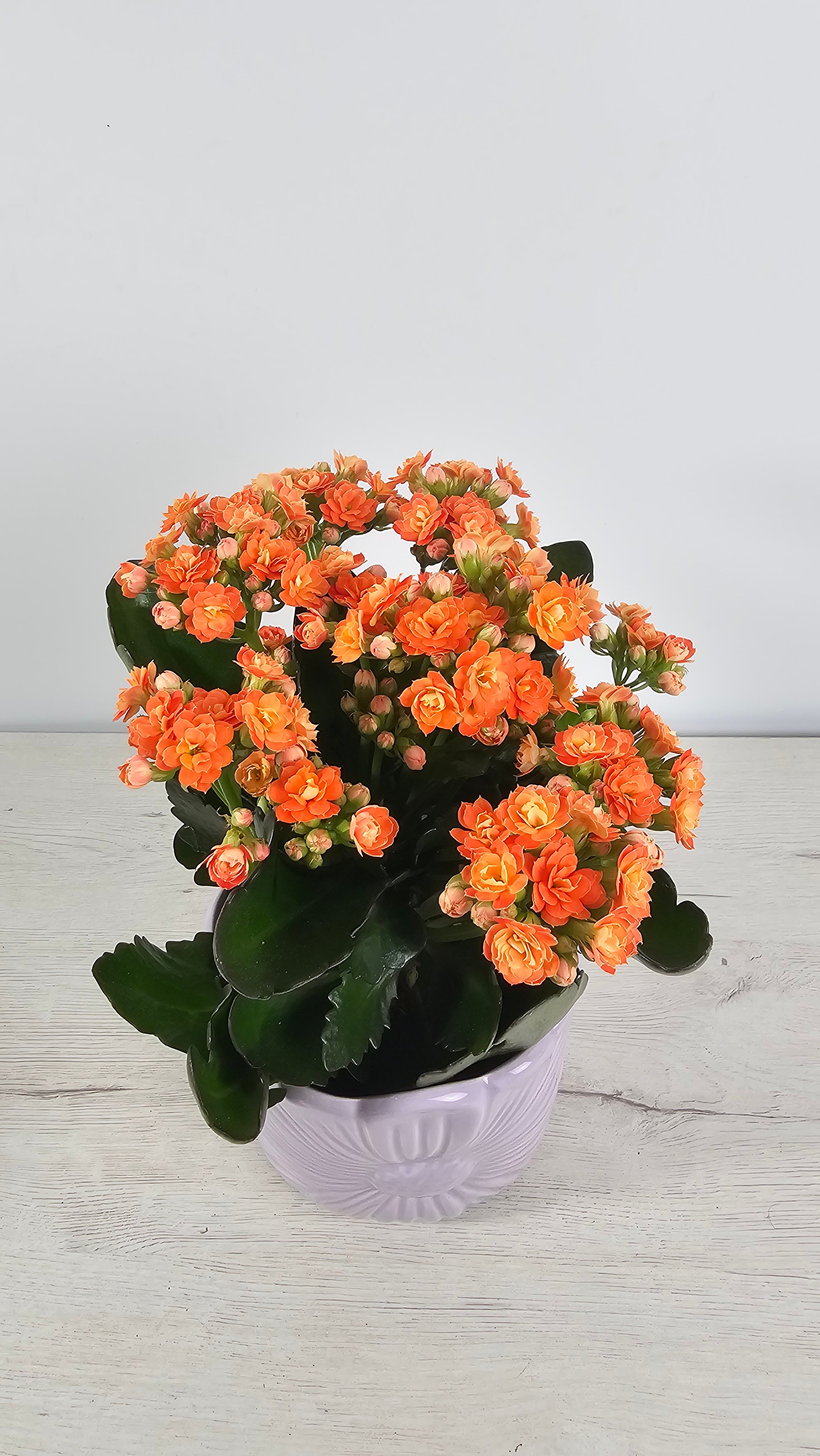 kalanchoe naranja venta online