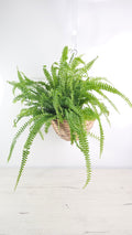 Cesta colgante decorativa para crear un rincón de jungla urbana con plantas.  