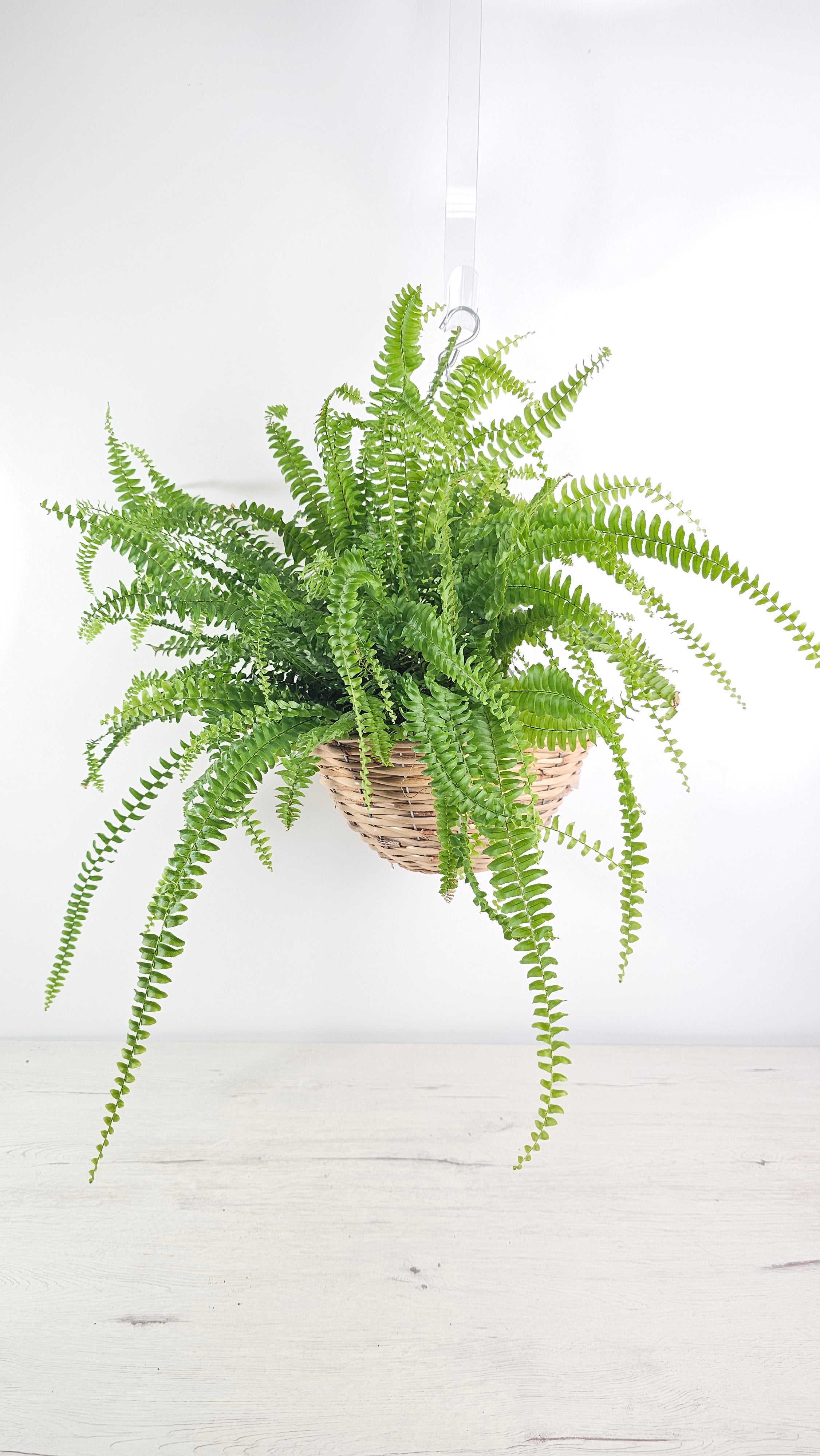 Cesta colgante decorativa para crear un rincón de jungla urbana con plantas.  