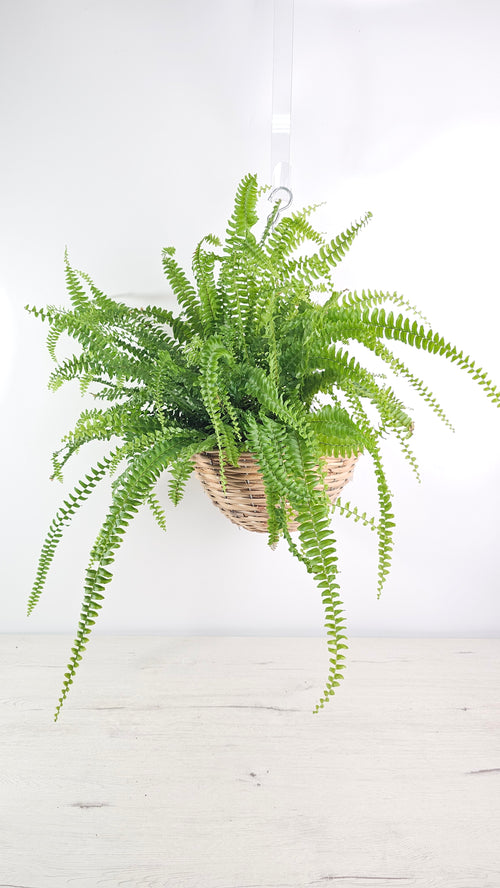 Cesta colgante decorativa para crear un rincón de jungla urbana con plantas.  