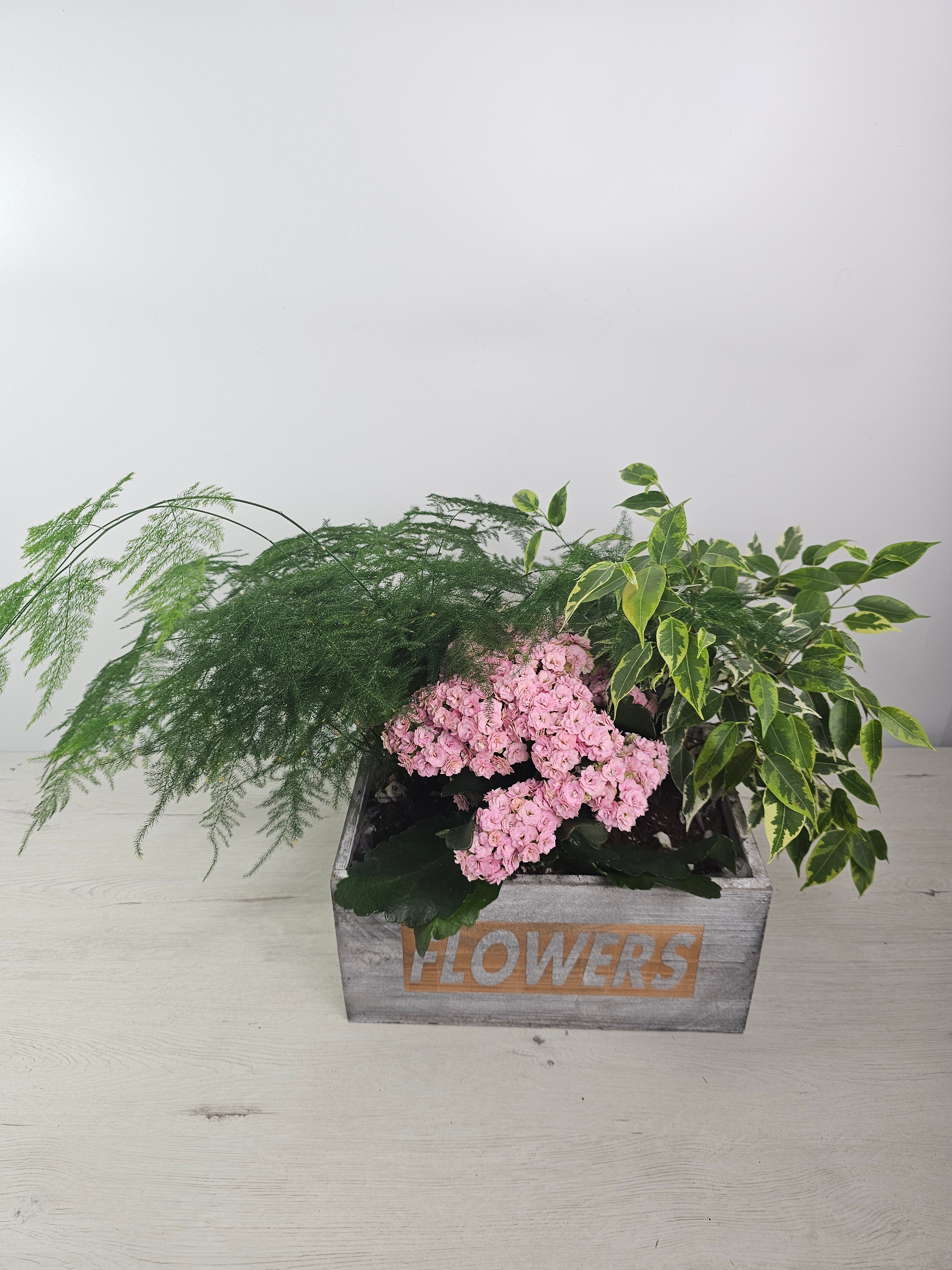 Cesta de plantas combinadas, ideal para regalar y decorar.