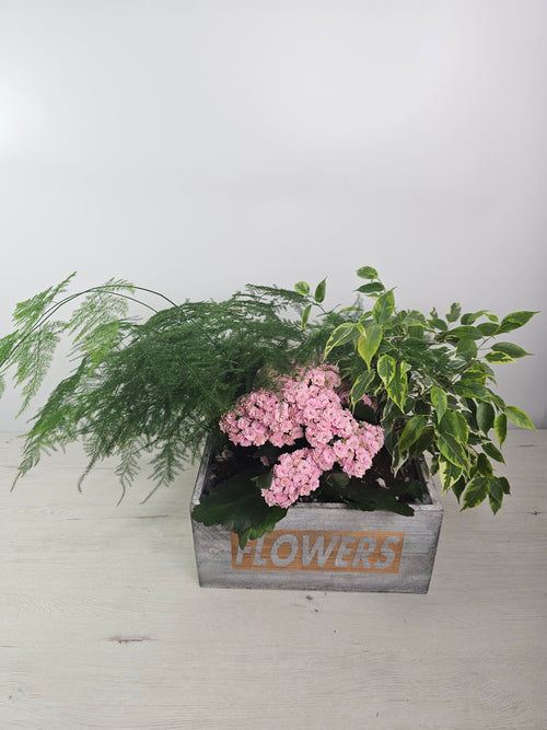 Cesta de plantas combinadas, ideal para regalar y decorar.