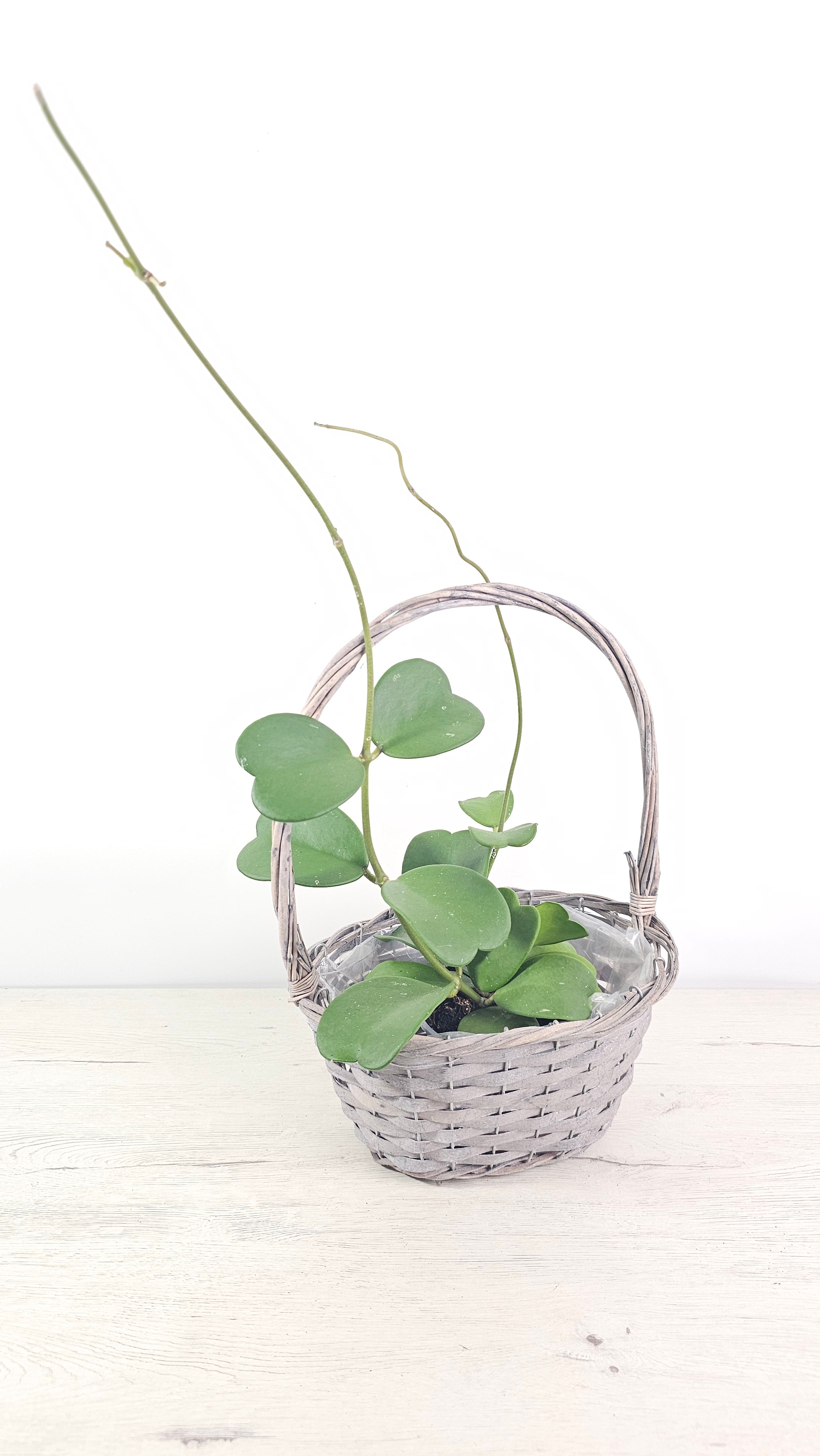 Cesta gris rústica usada como cubremacetas para una planta.  
