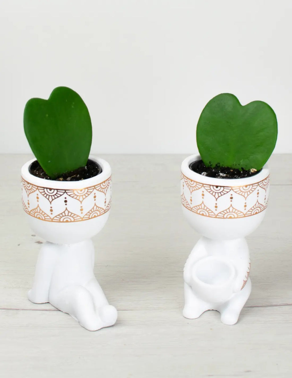 planta corazon