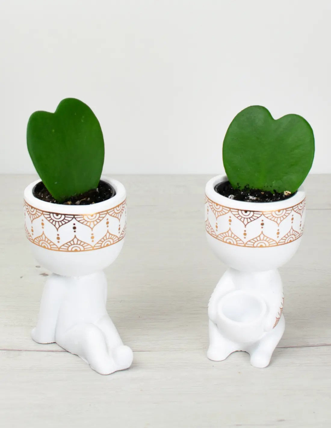 planta corazon