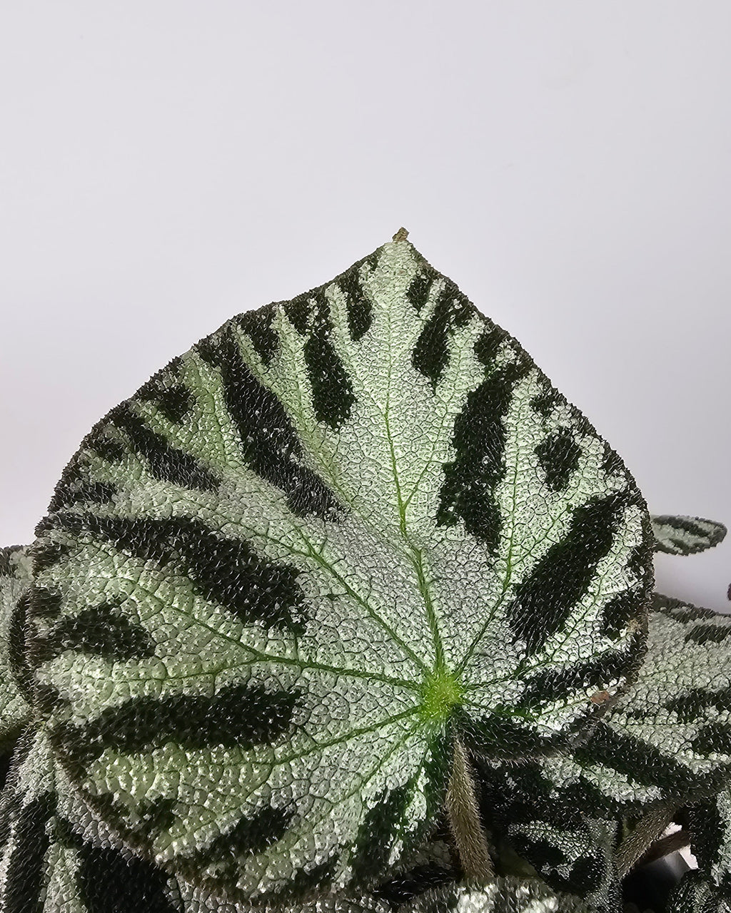 Begonia rex Silver Jewell en maceta, planta decorativa compacta para interior luminoso