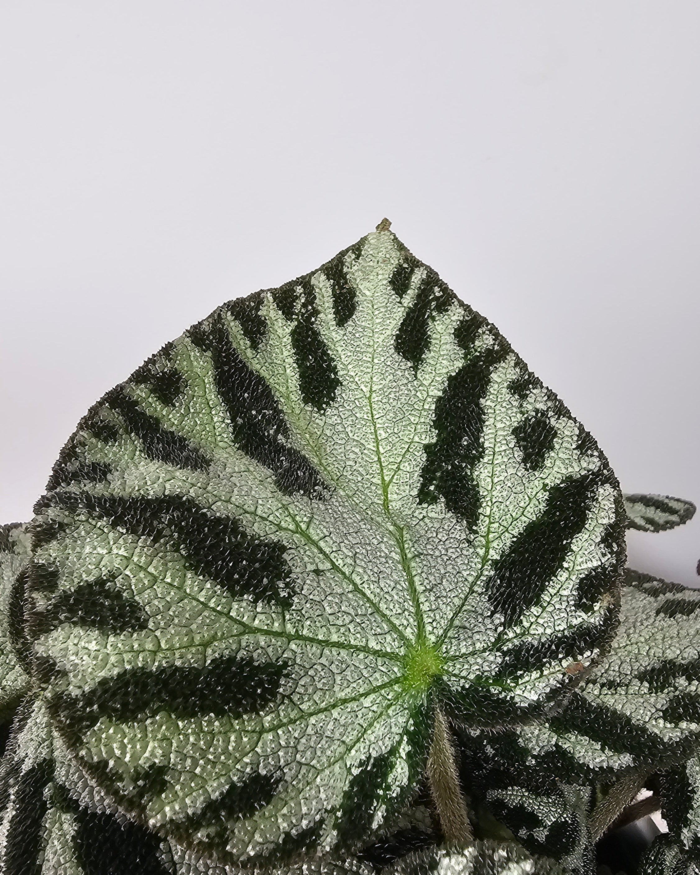 Begonia rex Silver Jewell en maceta, planta decorativa compacta para interior luminoso