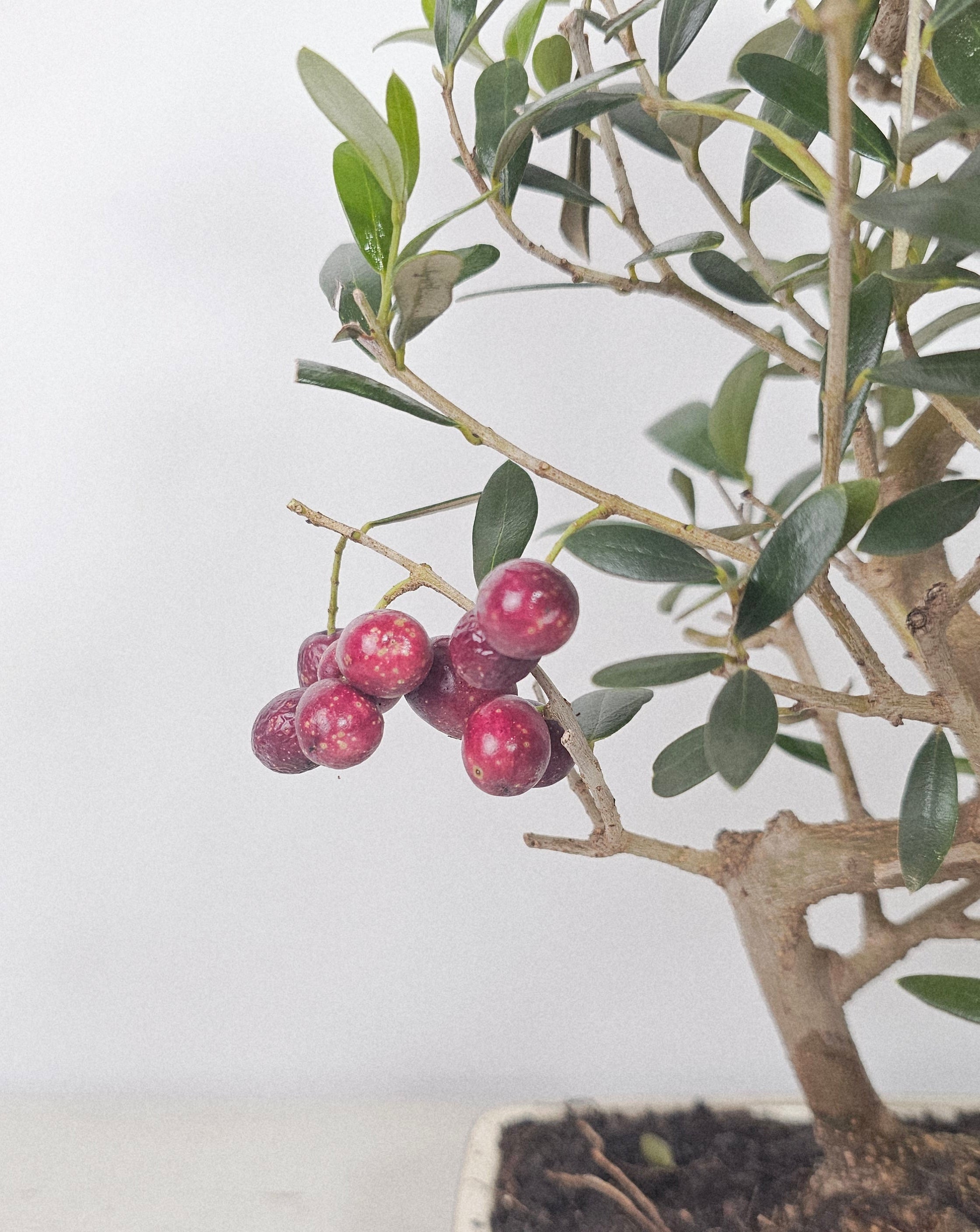 Bonsái Olea europaea para terraza o balcón, ideal con sol directo y riego moderado