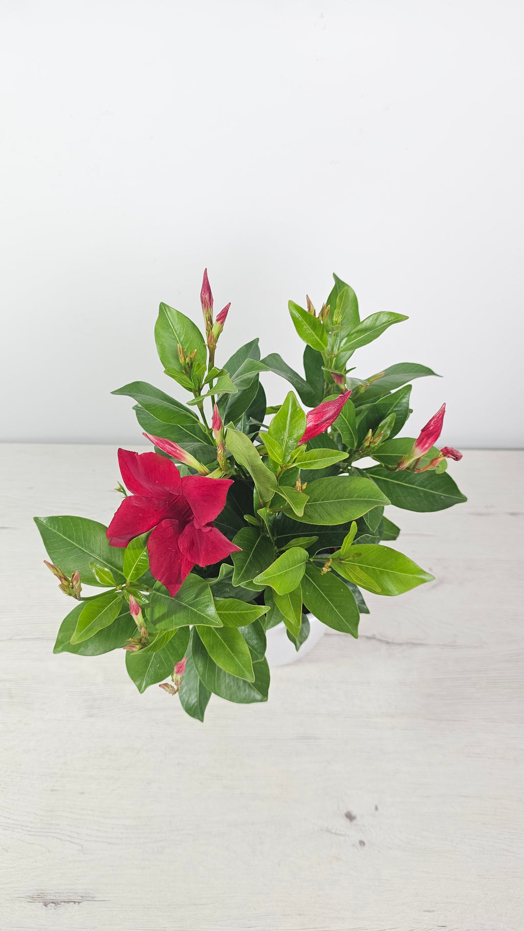 Planta Diplademia tropical para balcón o terraza con floración abundante y hojas verdes brillantes.