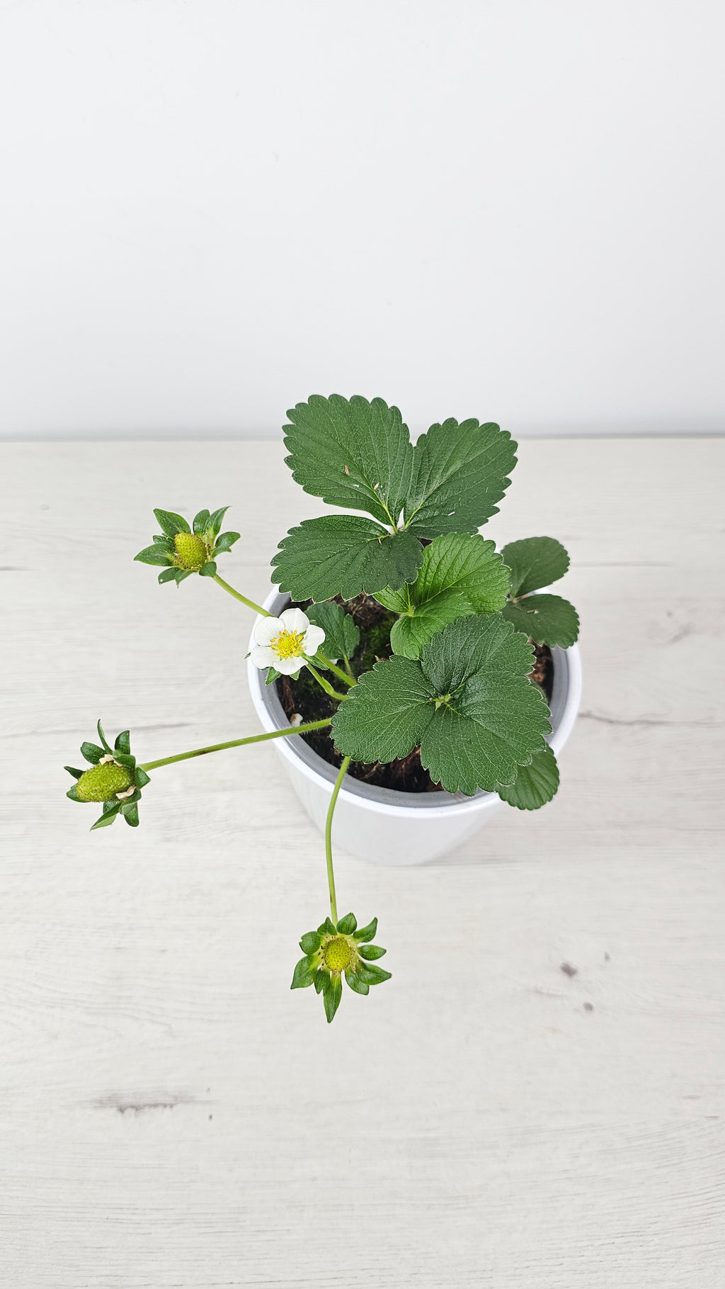 Fresón en maceta para huerto urbano, ideal para cultivar fresas en casa