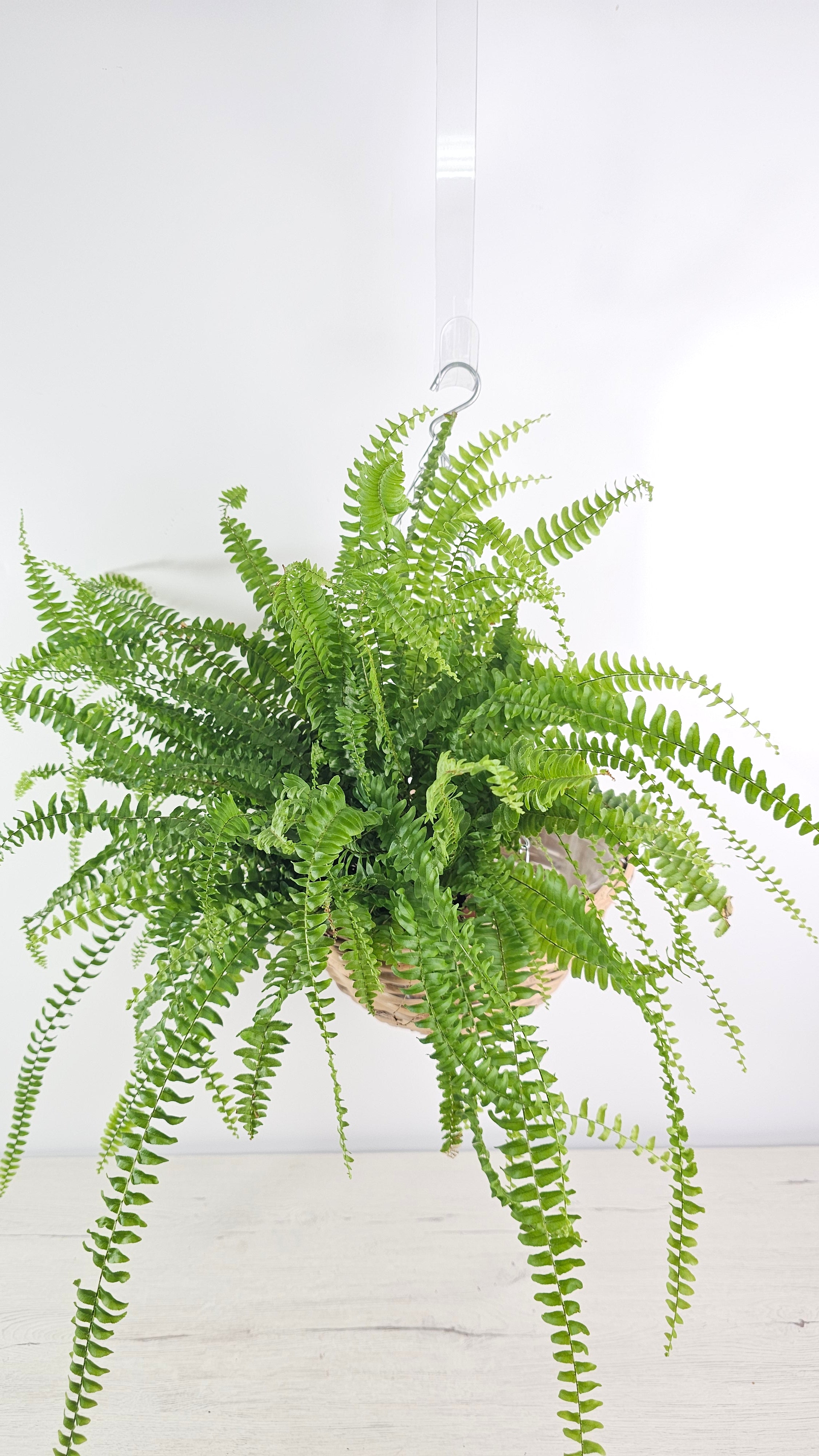 comprar Helecho Boston (Nephrolepis exaltata) en maceta colgante con frondes frondosas.  