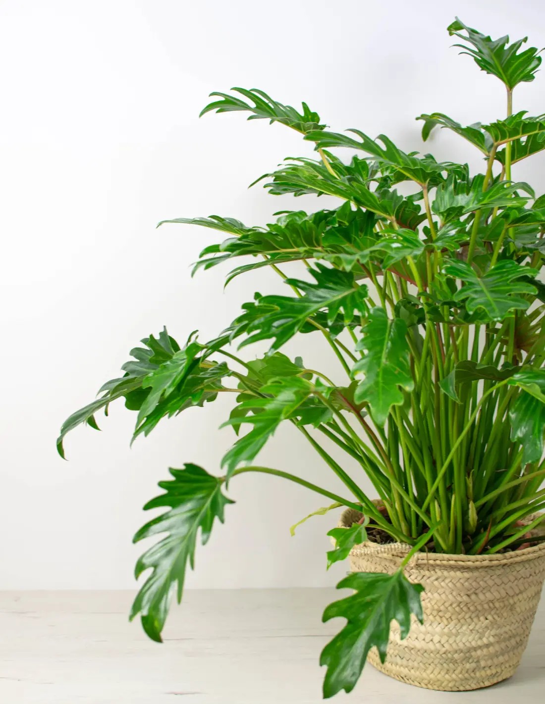 Planta Philodendron xanadu compacta y frondosa para decoración de interior con luz indirecta