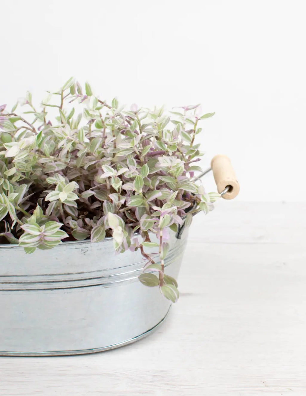 Cubeta de zinc ovalada para centros y composiciones con plantas