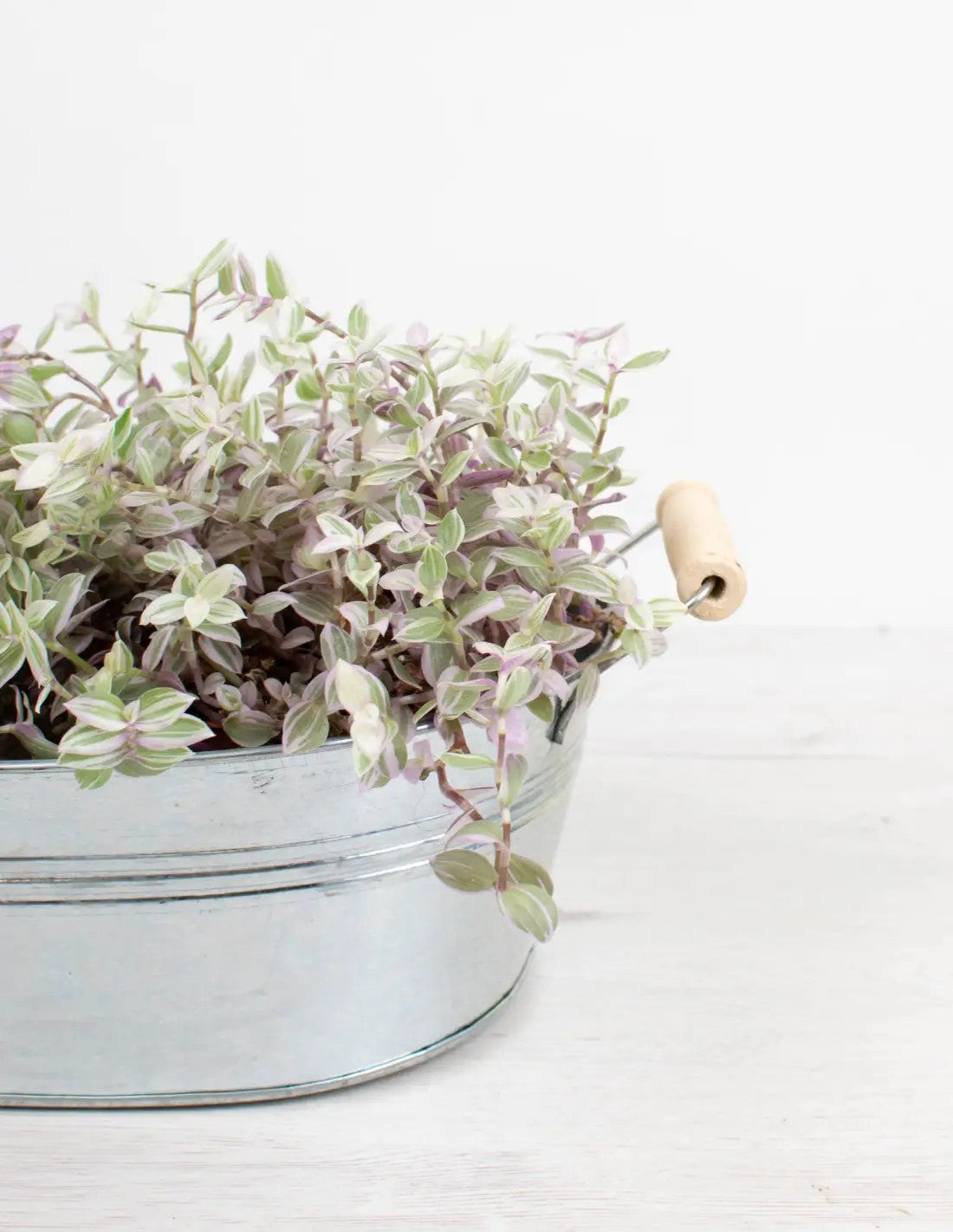 Cubeta de zinc ovalada para centros y composiciones con plantas