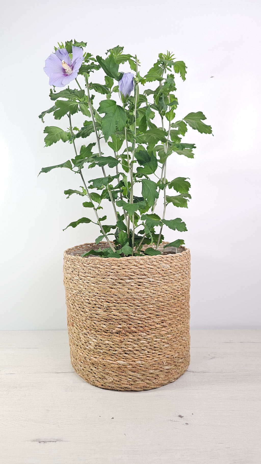 Cubremacetas Chennai de fibra natural trenzada para plantas de interior