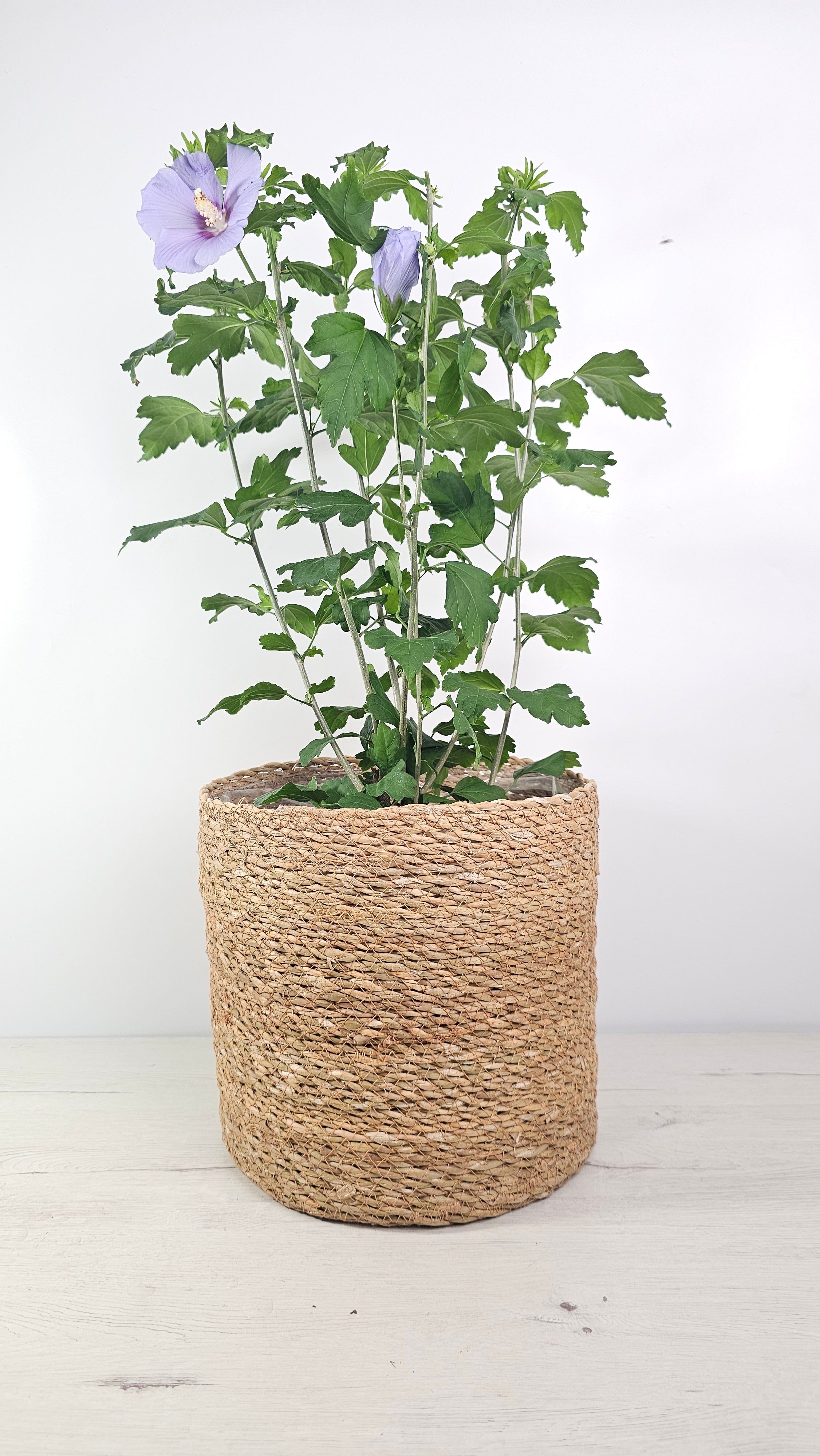Cubremacetas Chennai de fibra natural trenzada para plantas de interior