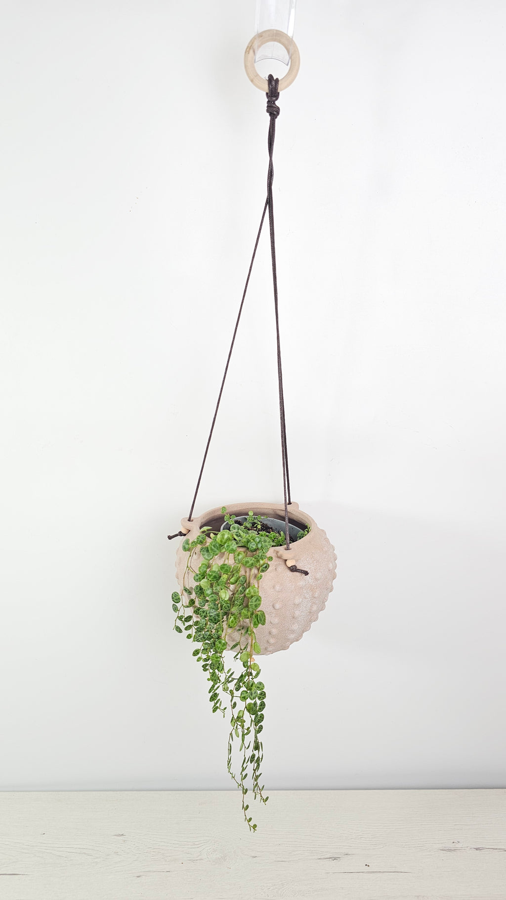Cubremacetas colgante de diseño elegante con una planta de porte colgante.