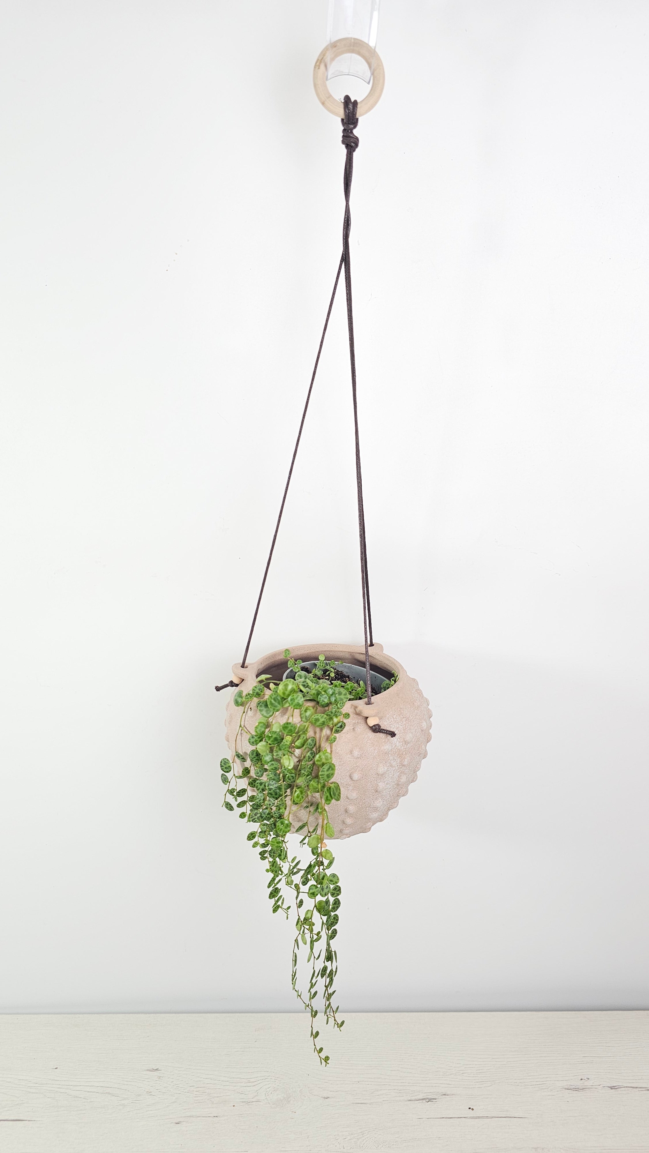 Cubremacetas colgante de diseño elegante con una planta de porte colgante.