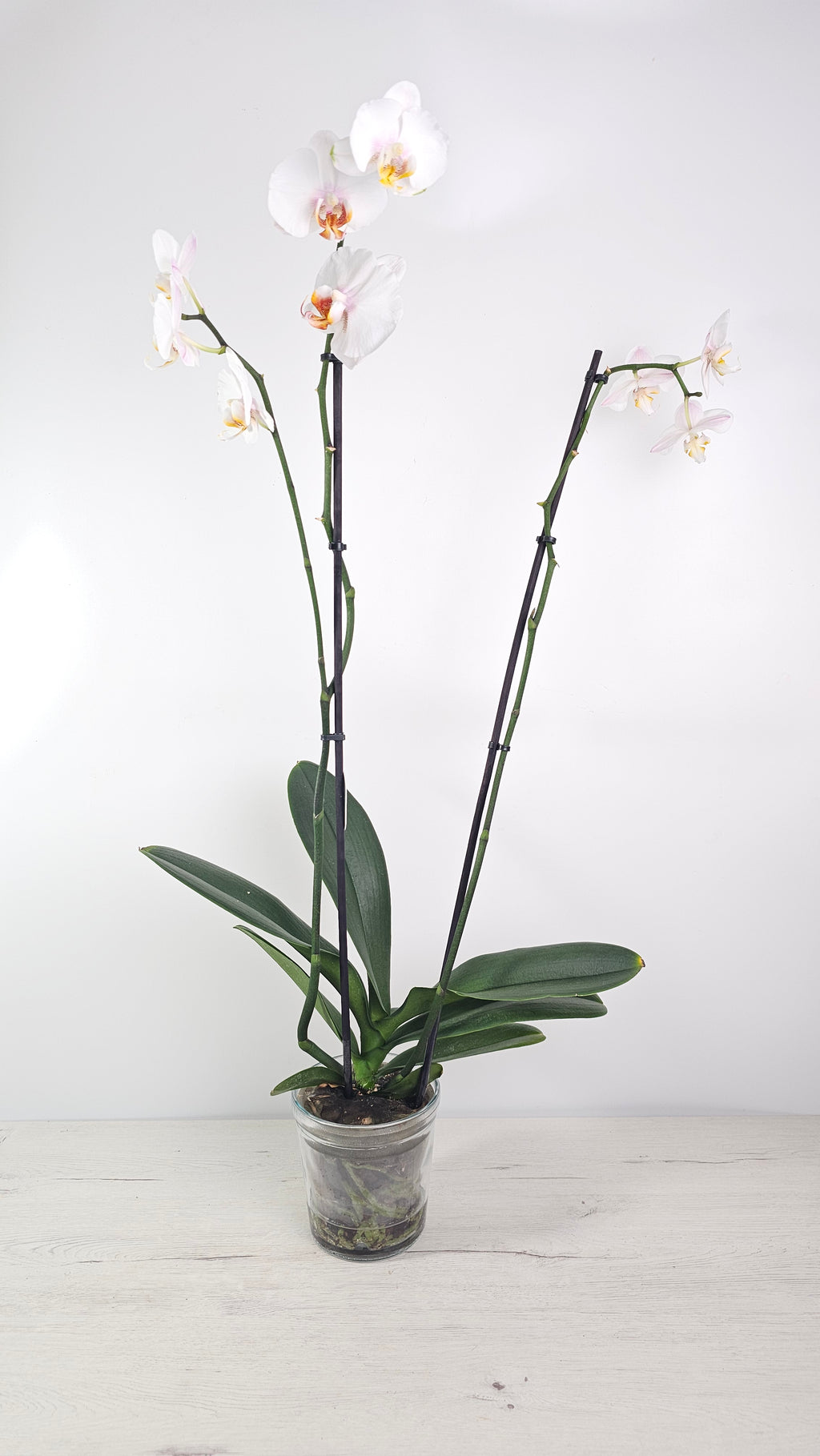 Cubremacetas de cristal para orquídea para controlar raíces y humedad