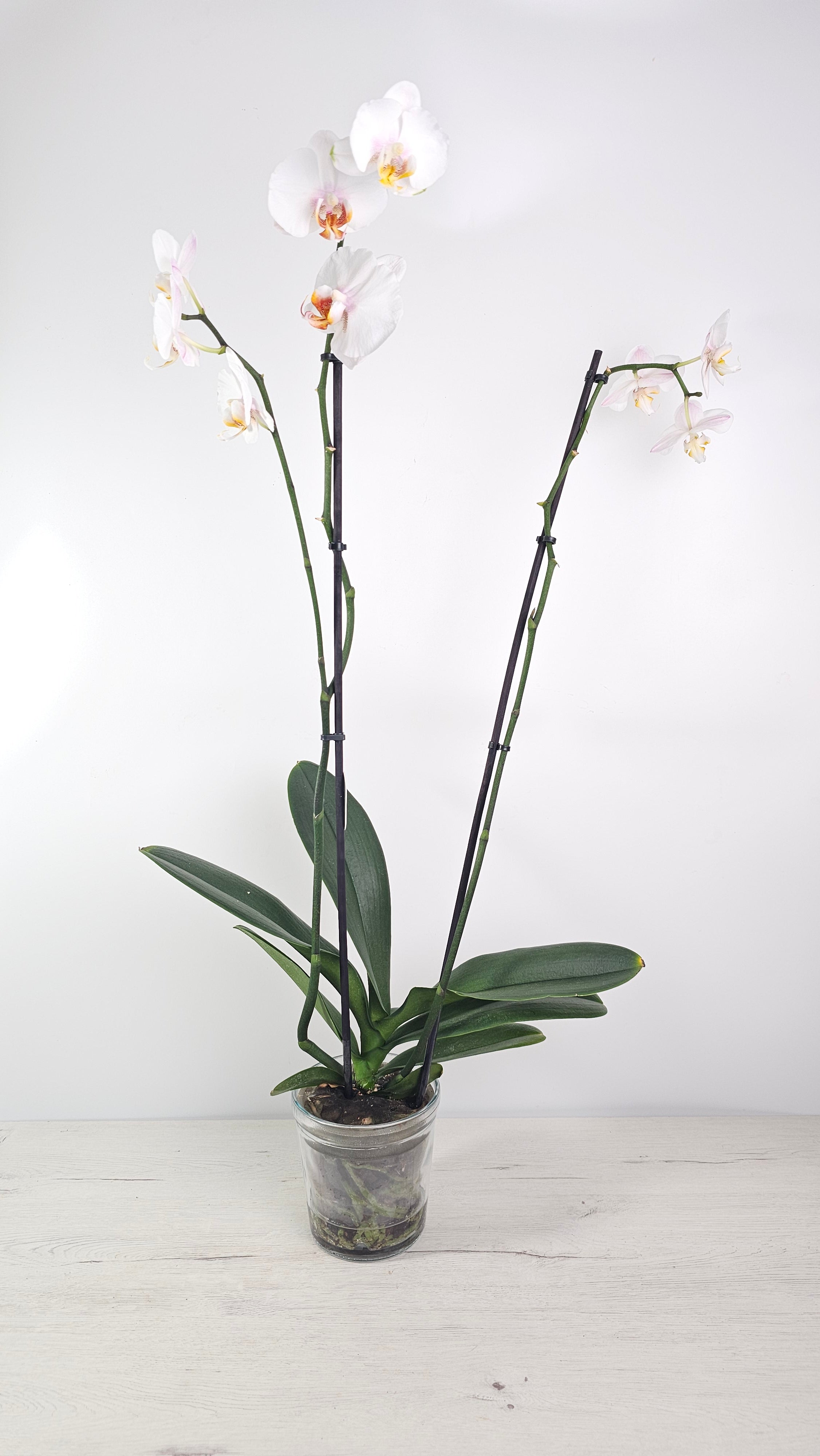 Cubremacetas de cristal para orquídea para controlar raíces y humedad