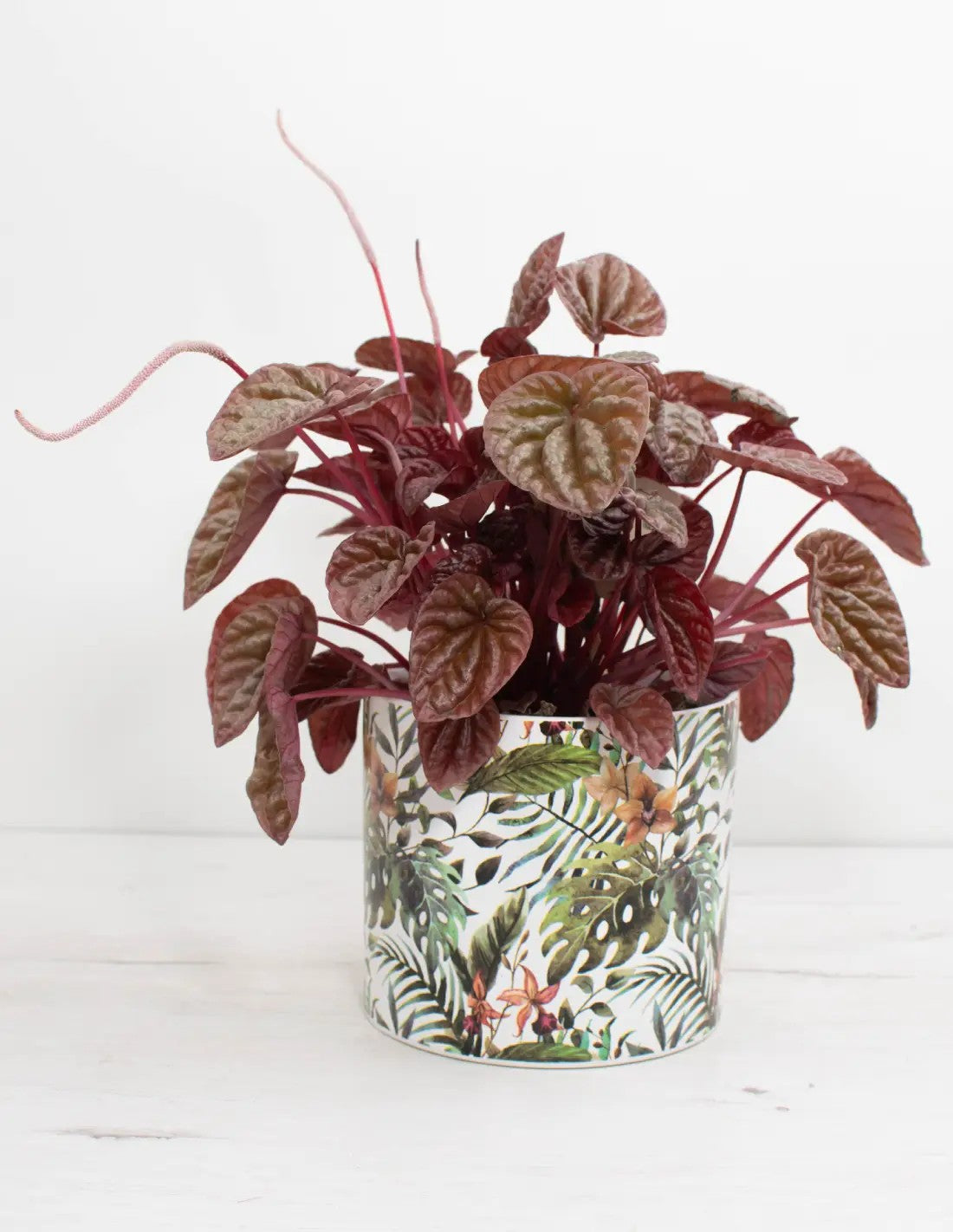 Cubremacetas decorativo estilo tropical ideal para plantas de interior.