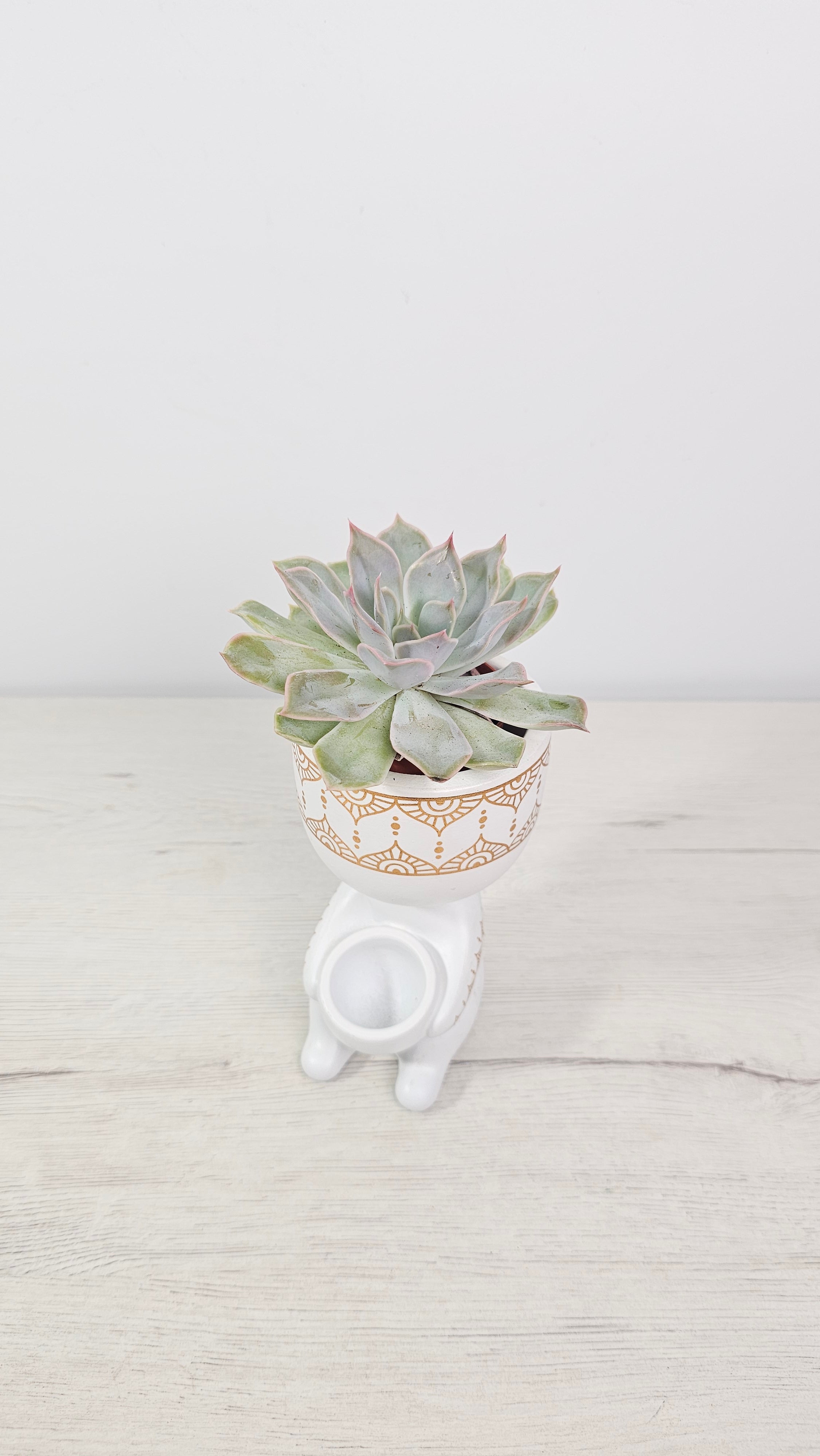 Cubremacetas Inca con suculenta en rincón de decoración boho