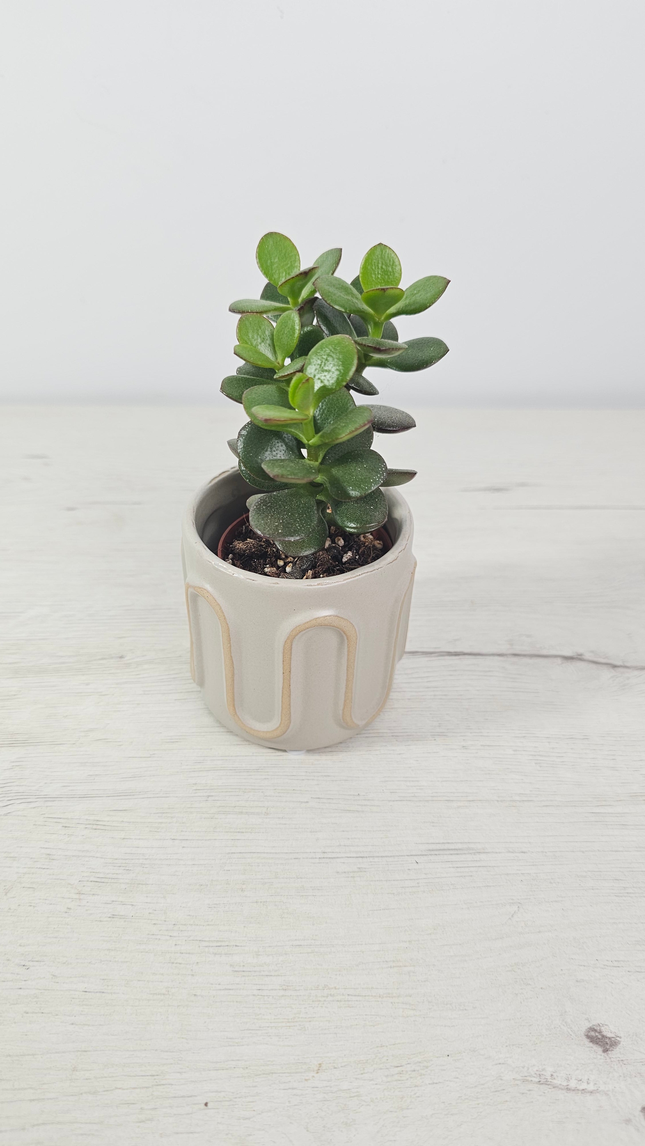 Cubremacetas mini pastel con cactus pequeño en una estantería luminosa