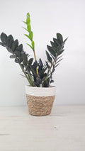 Cubremacetas trenzado natural con planta de hoja negra ZZ Raven