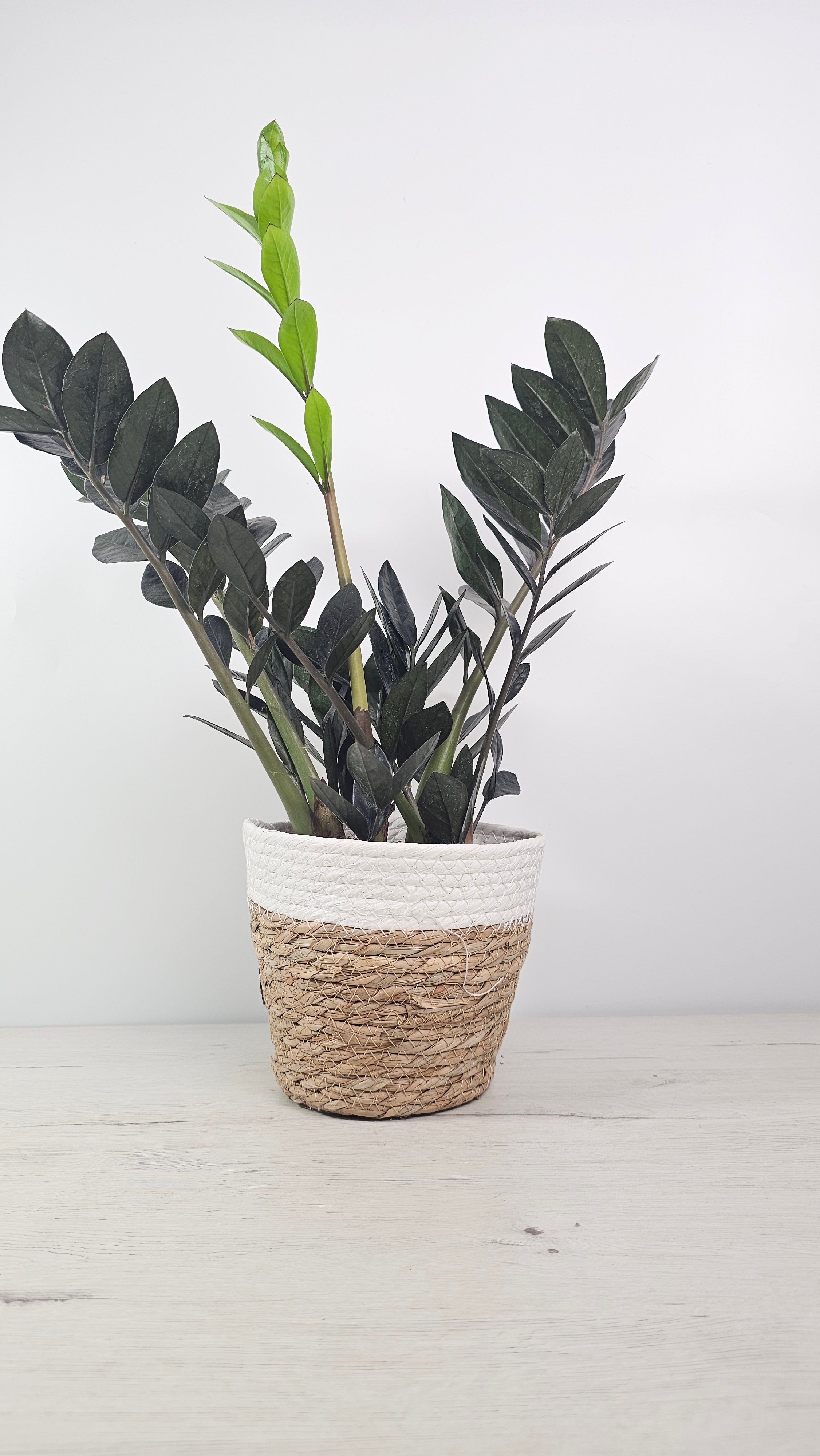 Cubremacetas trenzado natural con planta de hoja negra ZZ Raven