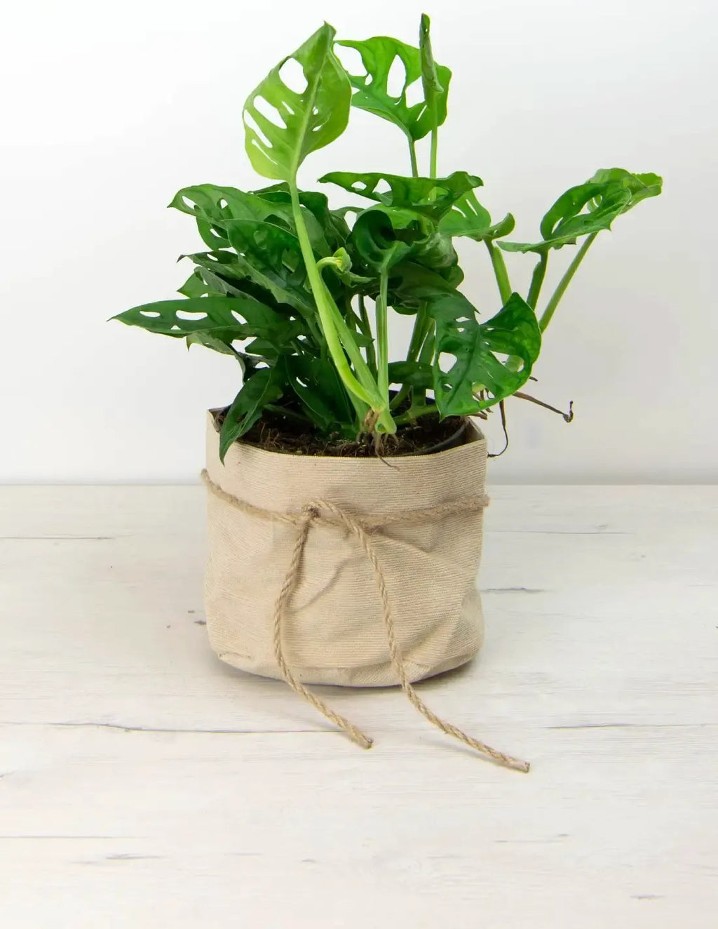 Cubremacetas de tejido natural con cordón de yute para maceta de interior