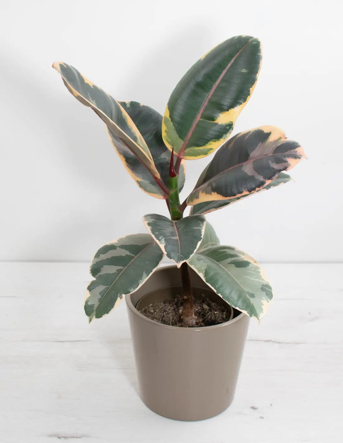 pot para plantas en ceramica